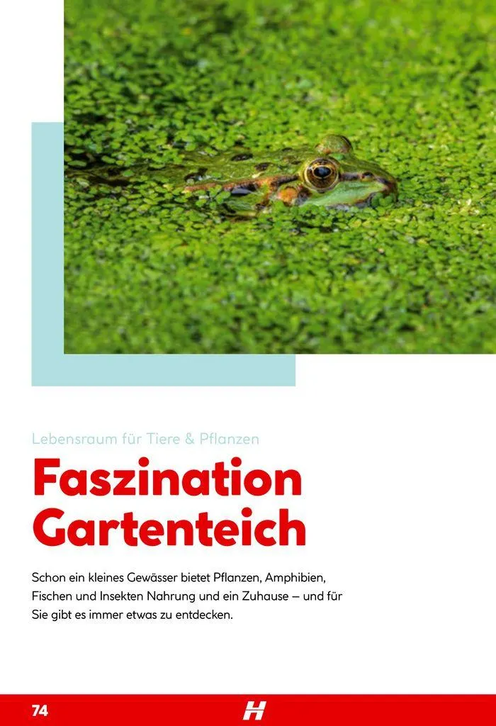 Smartes Gärtnern von 11. Juni bis 31. Dezember 2024 - Flugblätt seite  74