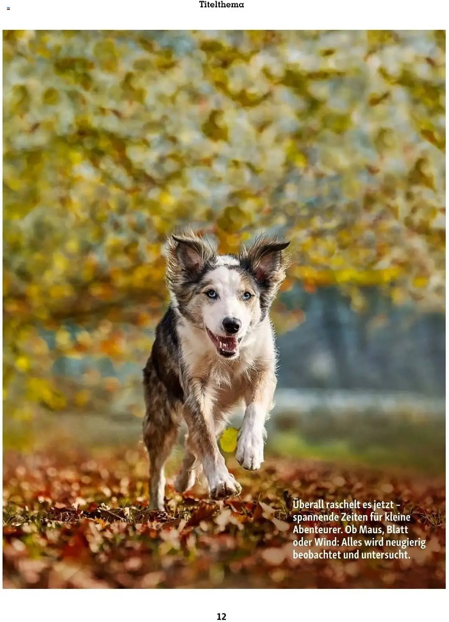 Fressnapf Flugblatt von 1. September bis 31. Oktober 2025 - Flugblätt seite  12