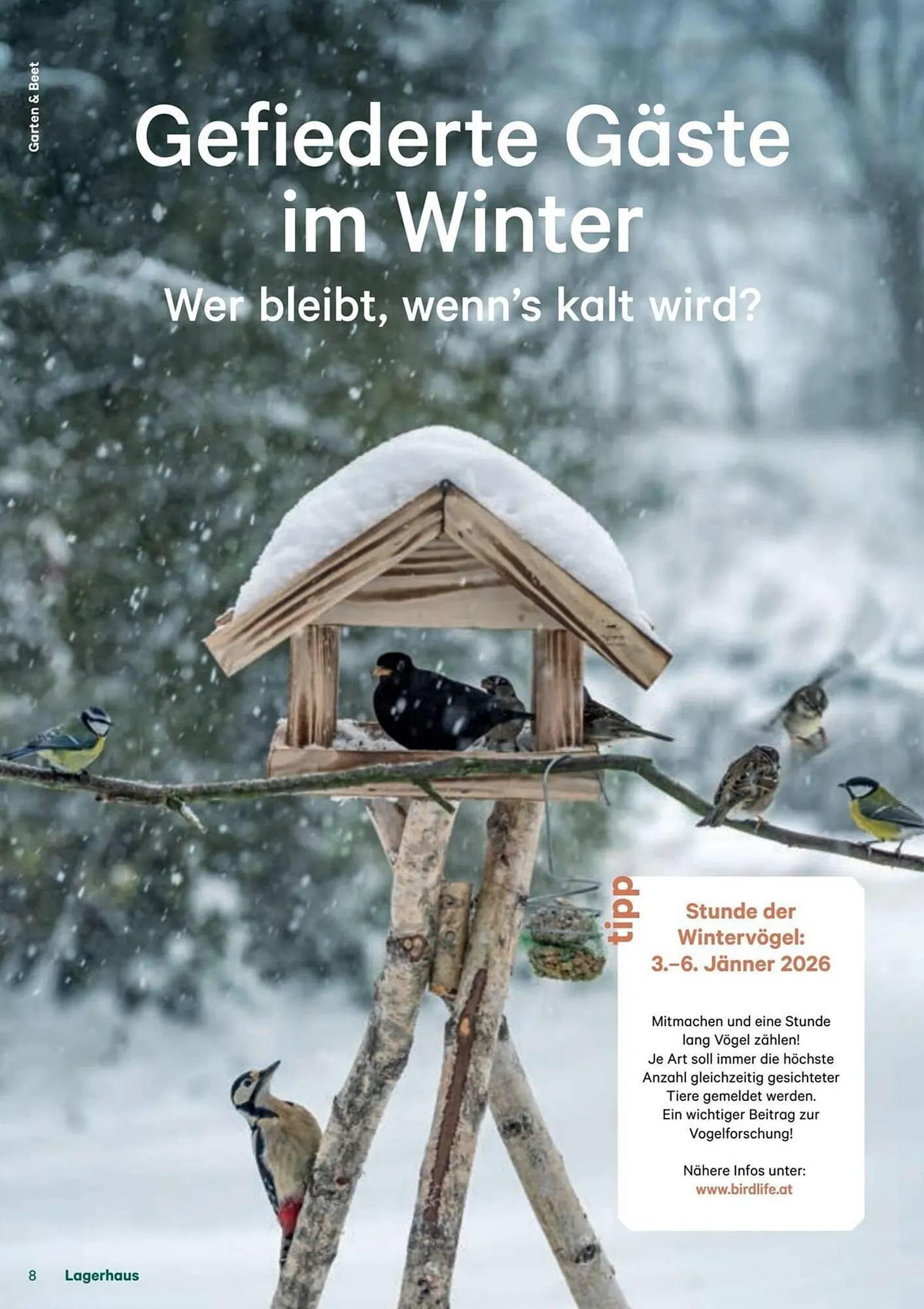 Lagerhaus Flugblatt von 11. Dezember bis 6. Februar 2026 - Flugblätt seite  8