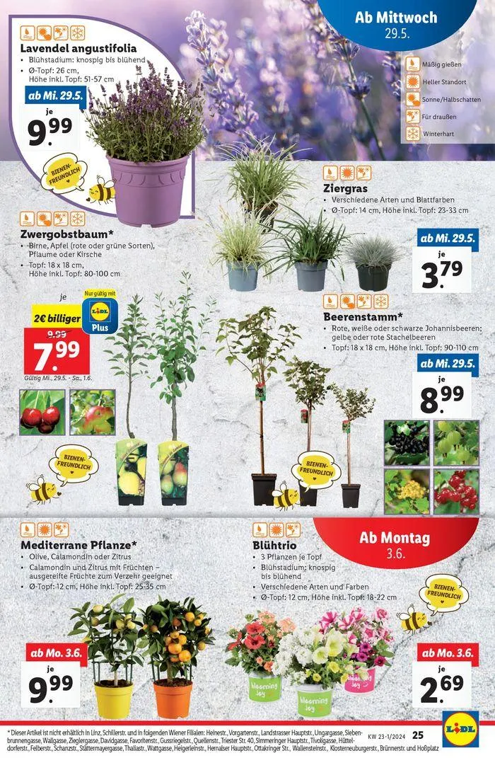 Flugblatt von 29. Mai bis 5. Juni 2024 - Flugblätt seite  25