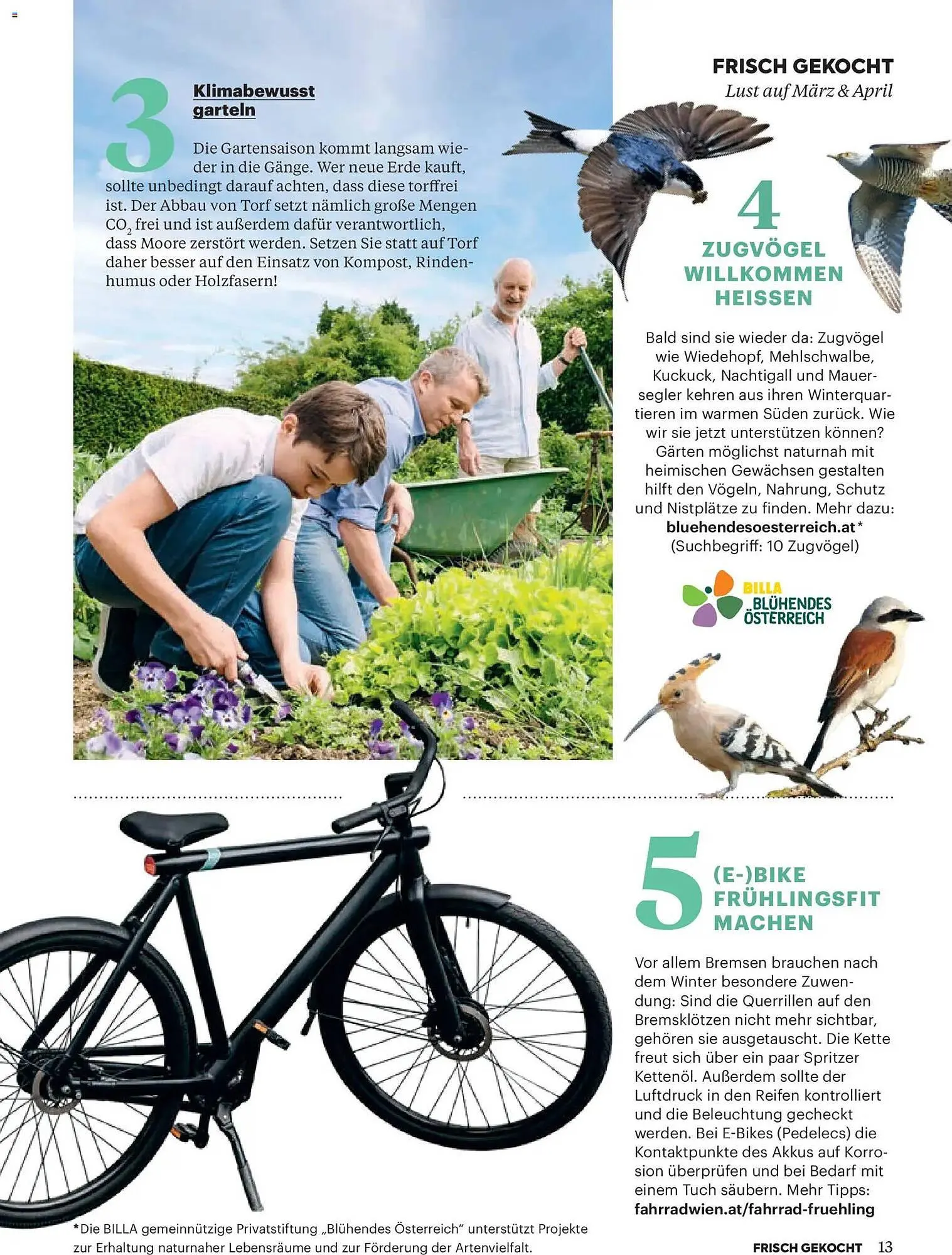 Billa Flugblatt von 1. März bis 30. April 2026 - Flugblätt seite  11