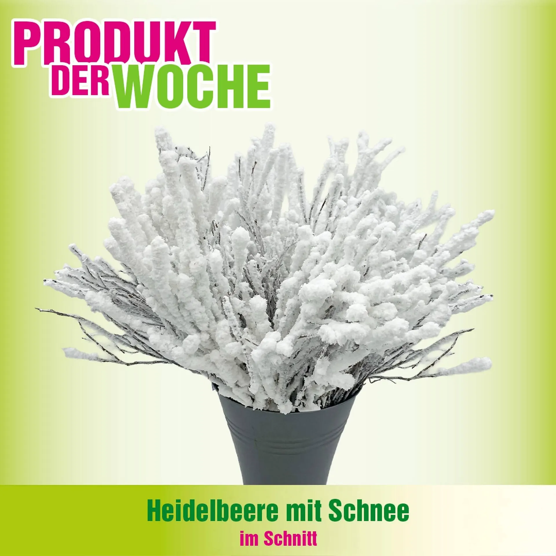 Blumen B&B Flugblatt von 23. Dezember bis 29. Dezember 2025 - Flugblätt seite  2