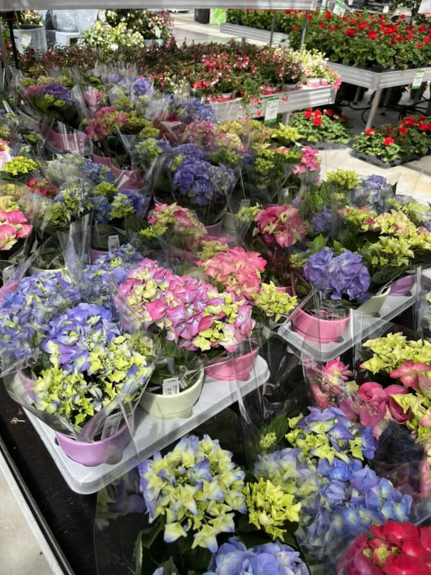 Blumen B&B Flugblatt von 24. Mai bis 13. Juni 2024 - Flugblätt seite 10