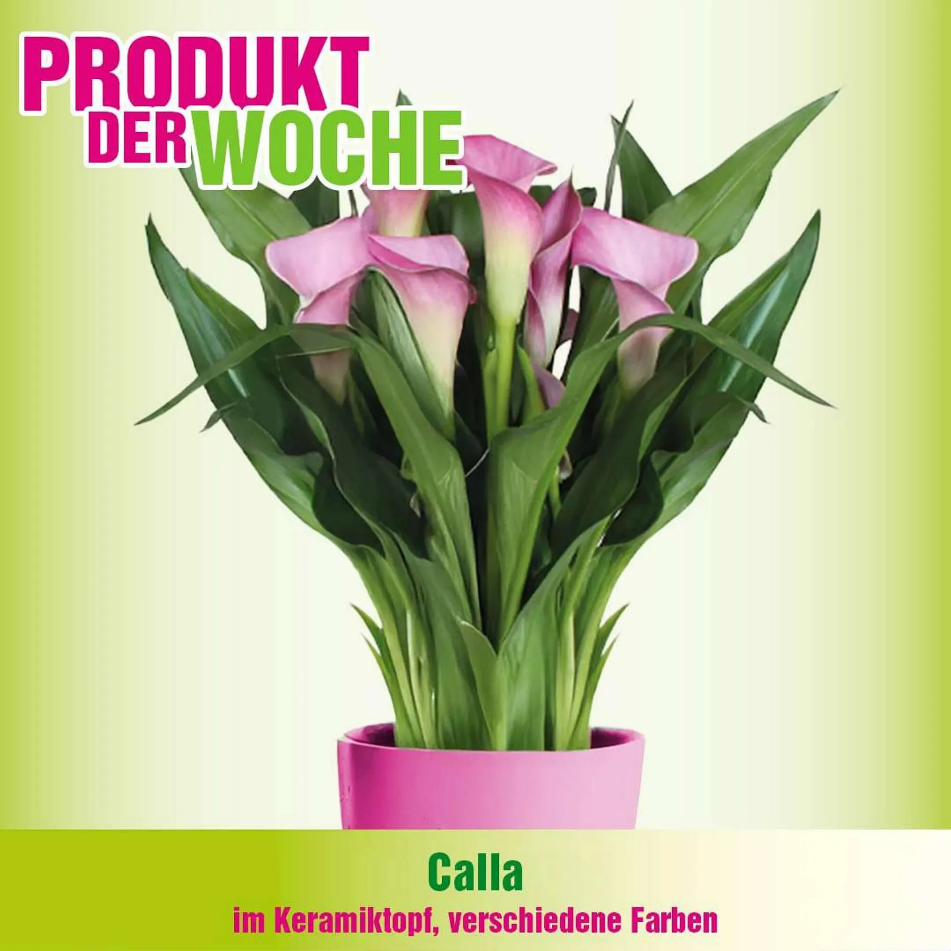 Blumen B&B Flugblatt von 7. April bis 20. April 2026 - Flugblätt seite 4