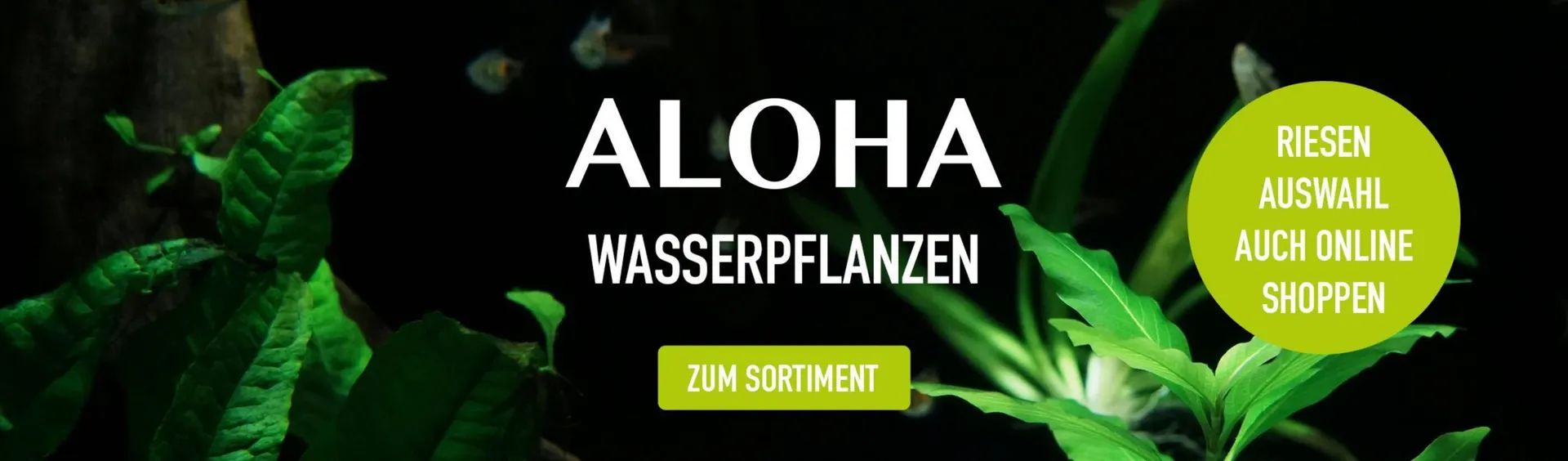 MegaZoo Flugblatt von 17. Dezember bis 6. Jänner 2026 - Flugblätt seite  4