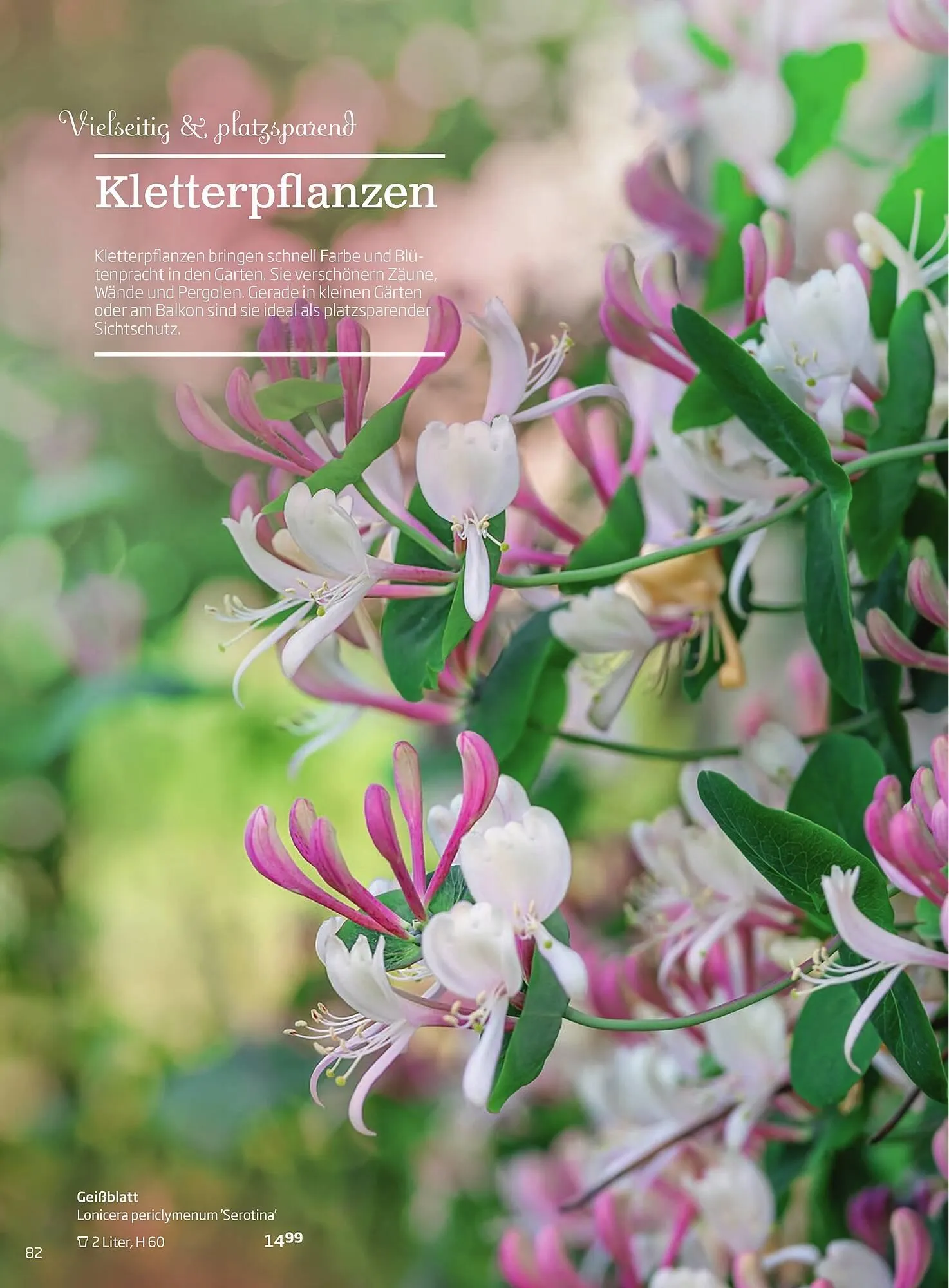 Starkl Flugblatt von 1. Jänner bis 31. Dezember 2023 - Flugblätt seite  82