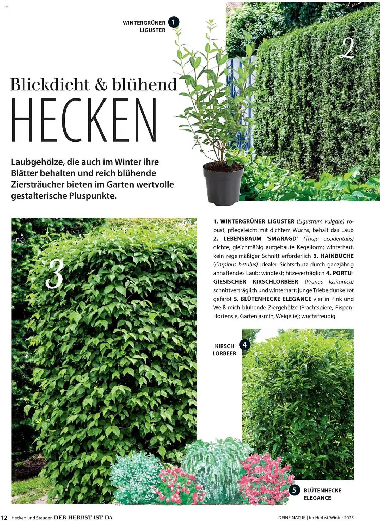 Dehner Flugblatt von 10. Oktober bis 30. November 2025 - Flugblätt seite 12