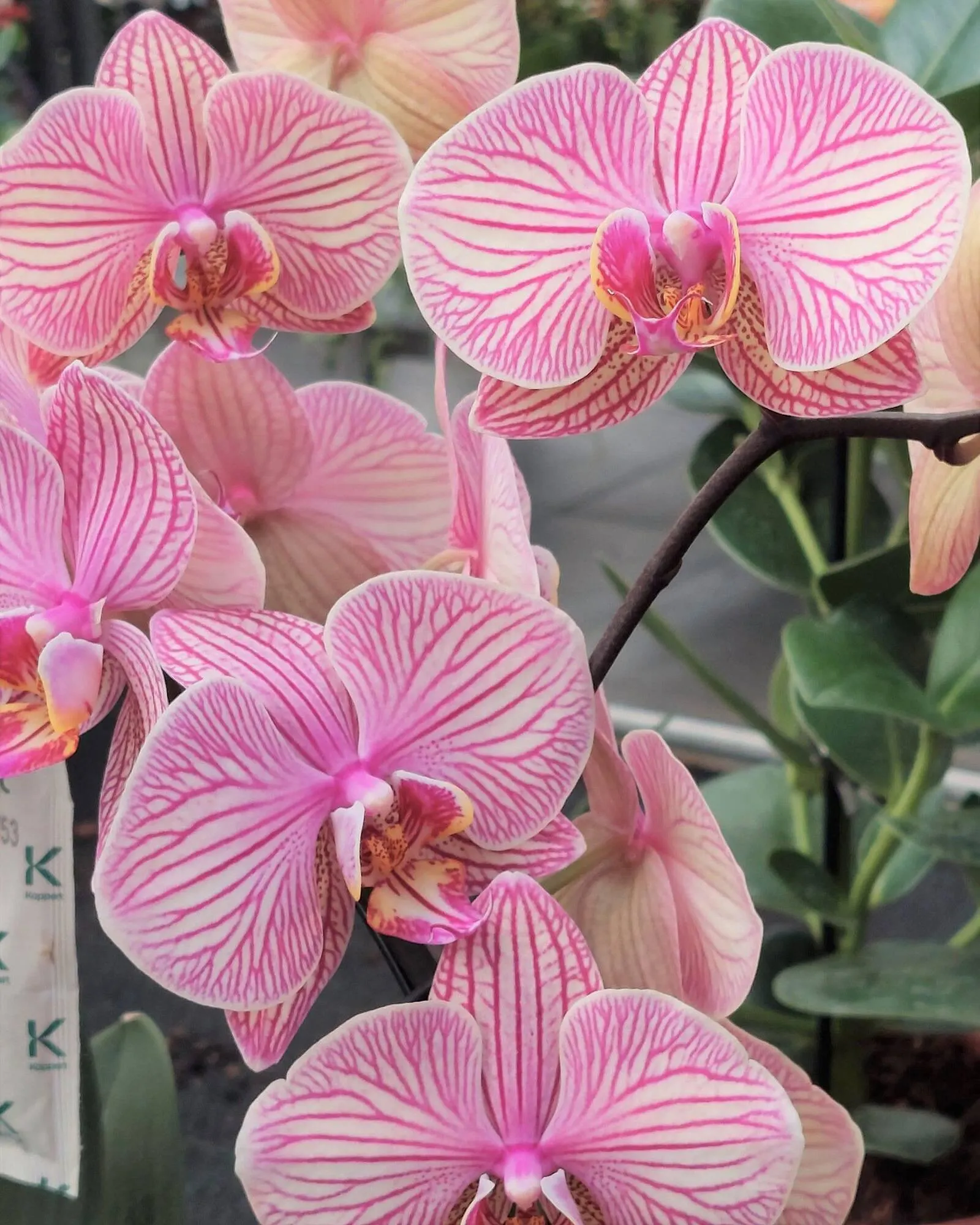 Bellaflora Flugblatt von 14. März bis 20. März 2024 - Flugblätt seite  5