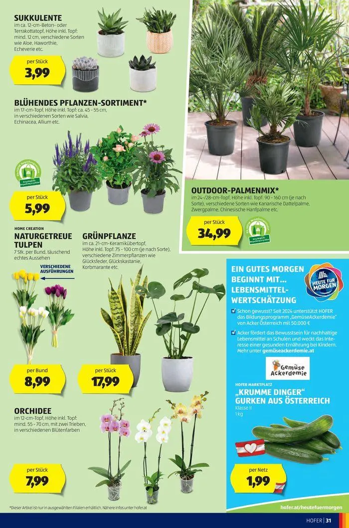 Blättern Sie online im HOFER Flugblatt von 19. Juni bis 3. Juli 2024 - Flugblätt seite  35