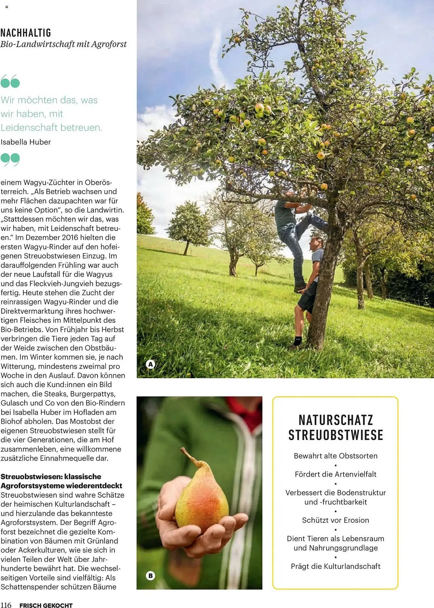 Billa Flugblatt von 1. Jänner bis 28. Februar 2026 - Flugblätt seite  112