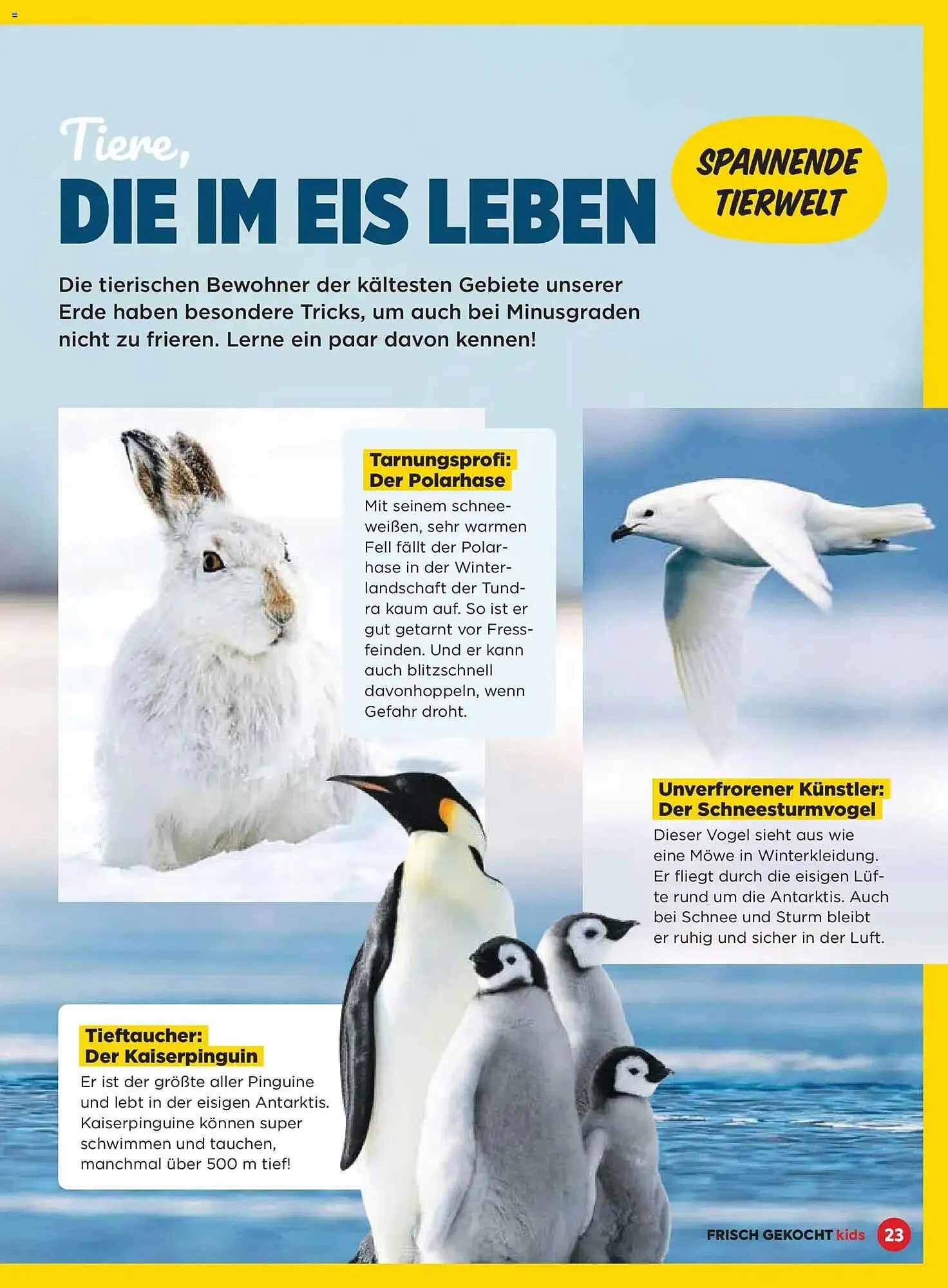 Billa Flugblatt von 1. Dezember bis 28. Februar 2026 - Flugblätt seite  23