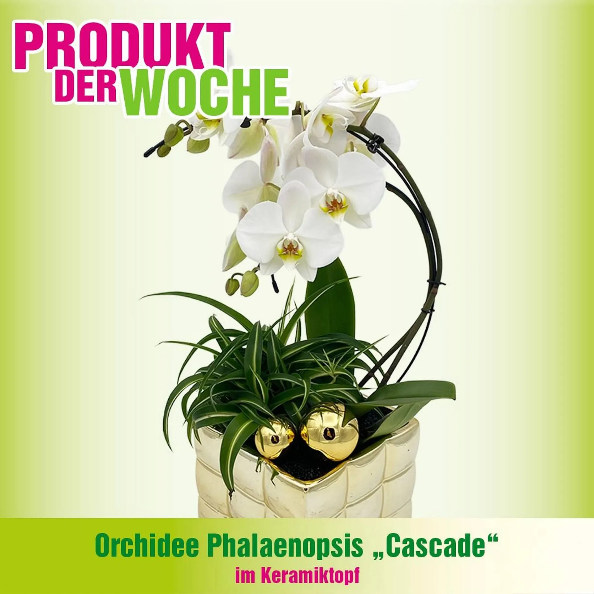 Blumen B&B Flugblatt von 3. Dezember bis 9. Dezember 2025 - Flugblätt seite  2