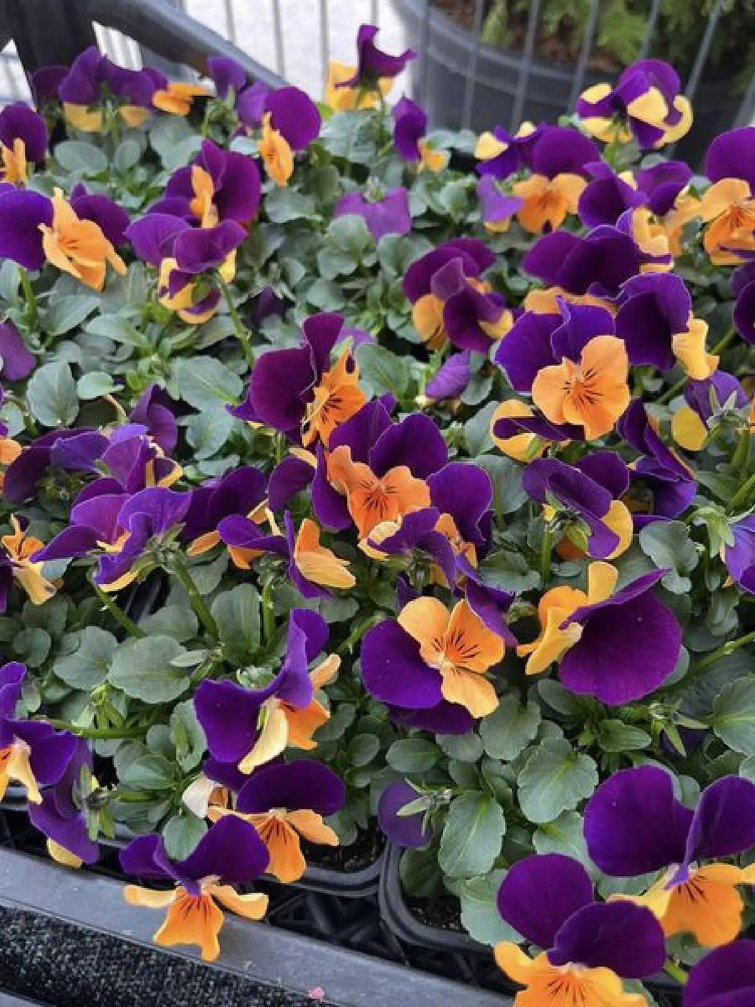 Blumen B&B Flugblatt von 8. März bis 21. März 2024 - Flugblätt seite  3