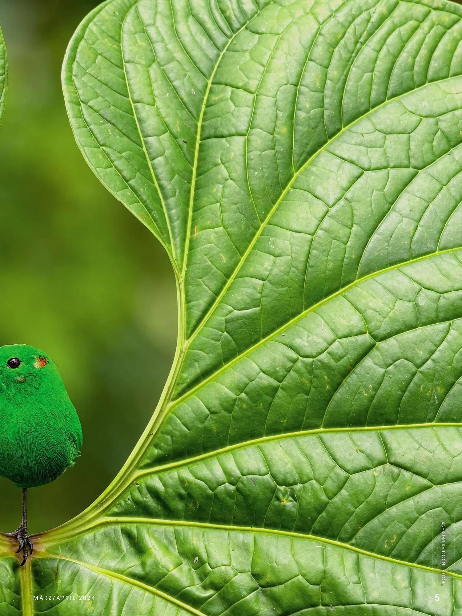 RINGFOTO Flugblatt von 1. März bis 30. April 2024 - Flugblätt seite 5