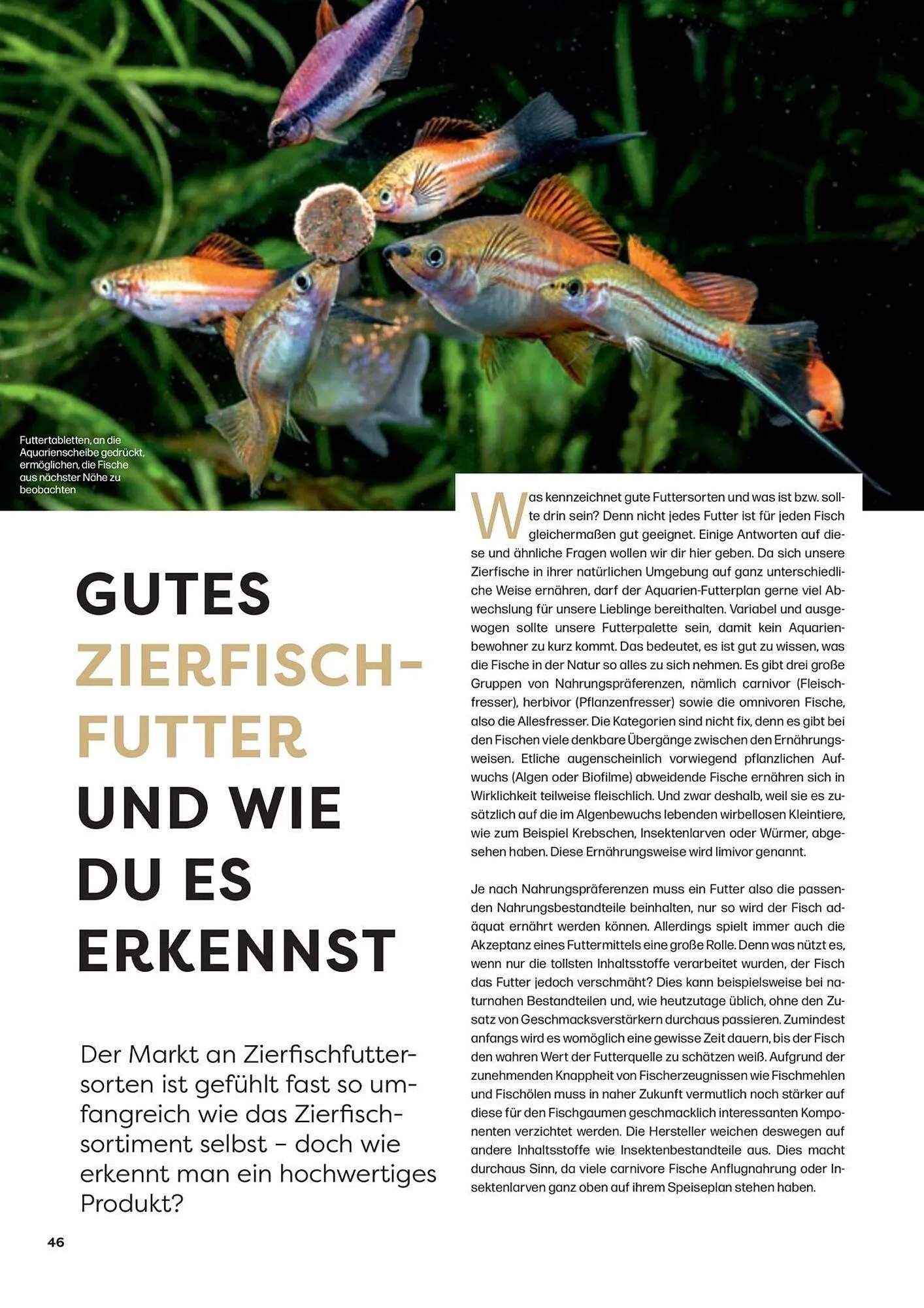 ZOO & Co Flugblatt von 30. August bis 8. November 2024 - Flugblätt seite 46