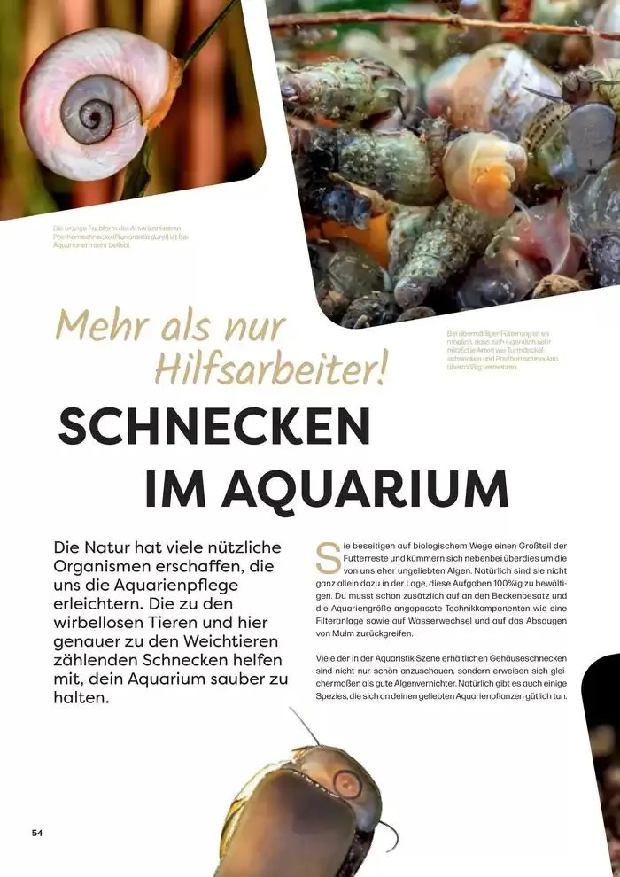 Angebote ZOO & Co von 29. November bis 13. Dezember 2024 - Flugblätt seite 54