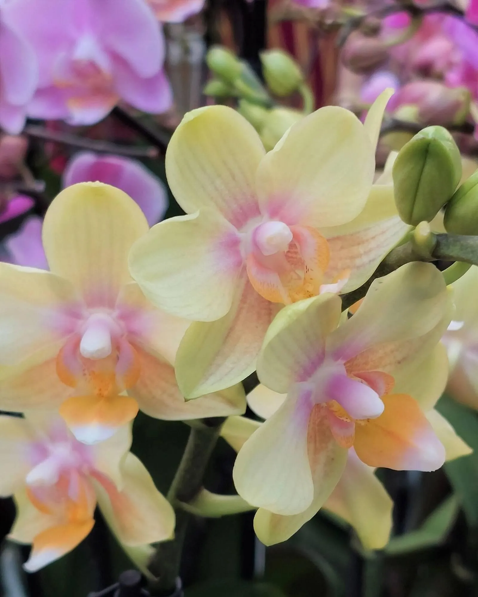 Bellaflora Flugblatt von 14. März bis 20. März 2024 - Flugblätt seite  7