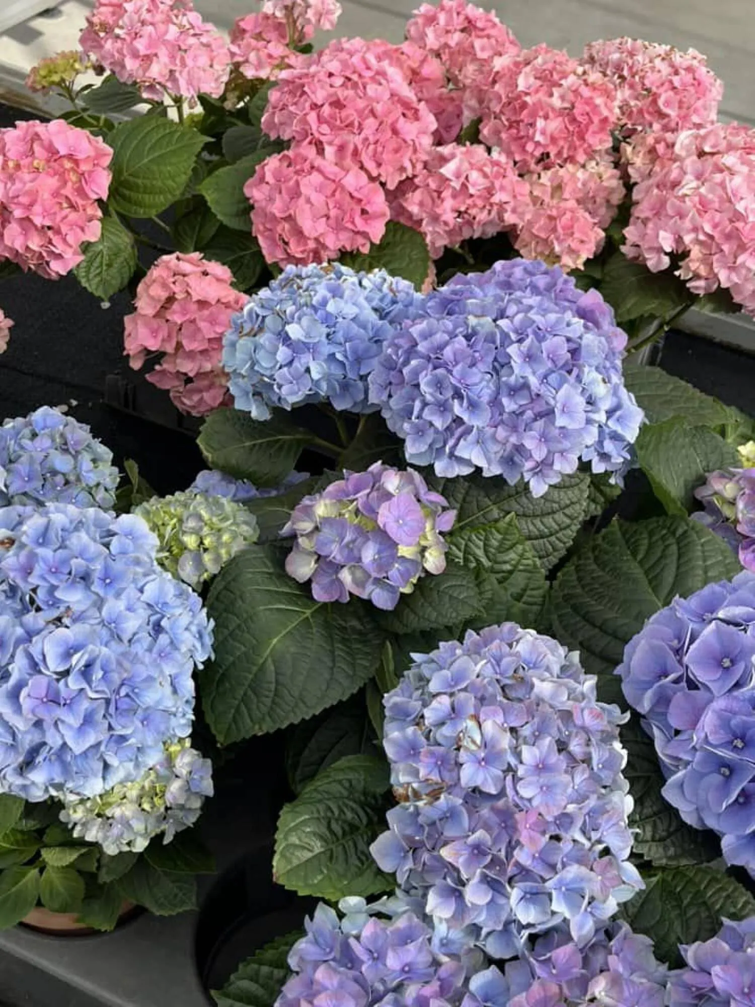 Blumen B&B Flugblatt von 24. Mai bis 13. Juni 2024 - Flugblätt seite 5