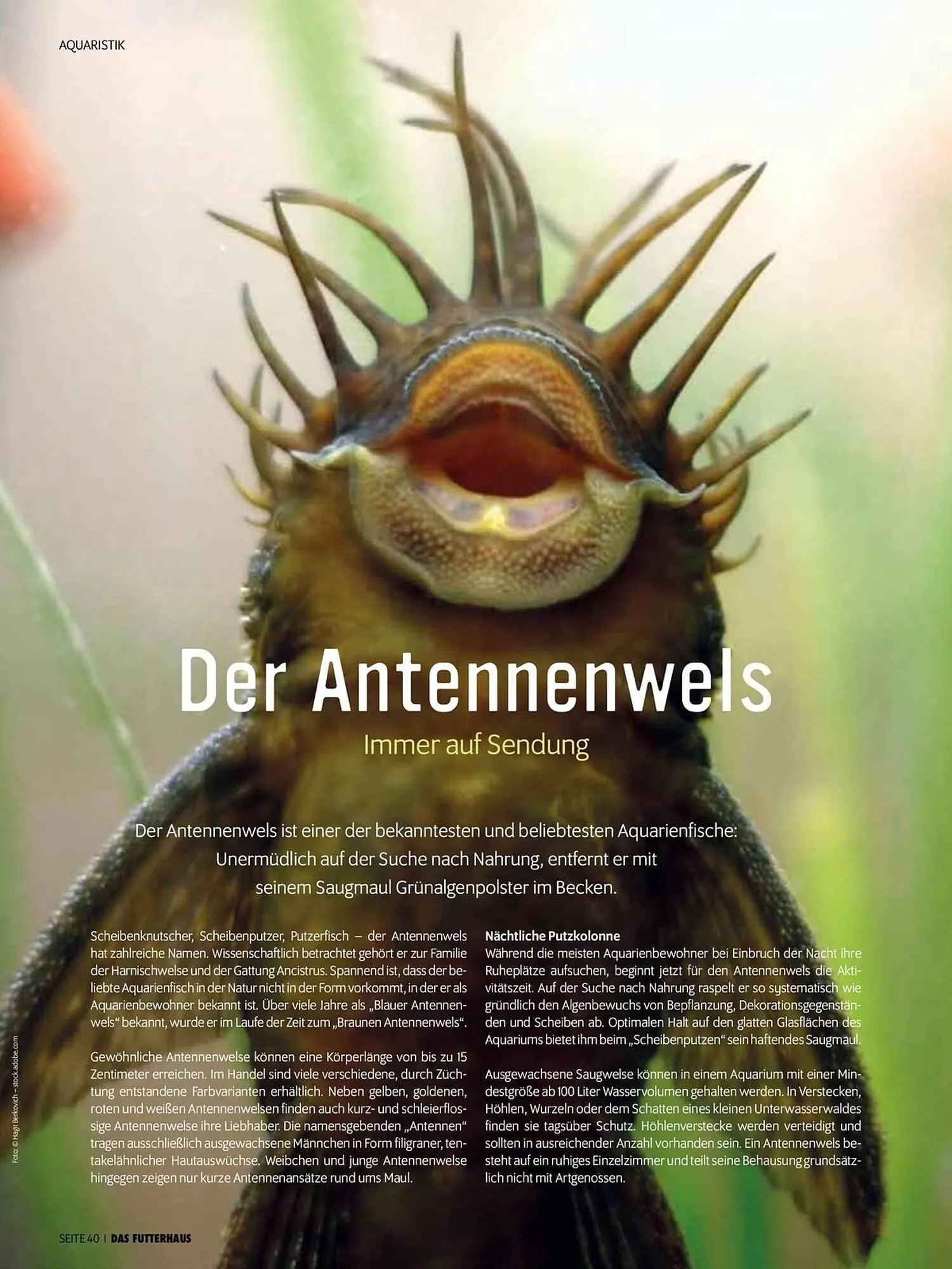 Das Futterhaus Flugblatt von 1. August bis 3. Oktober 2024 - Flugblätt seite 40