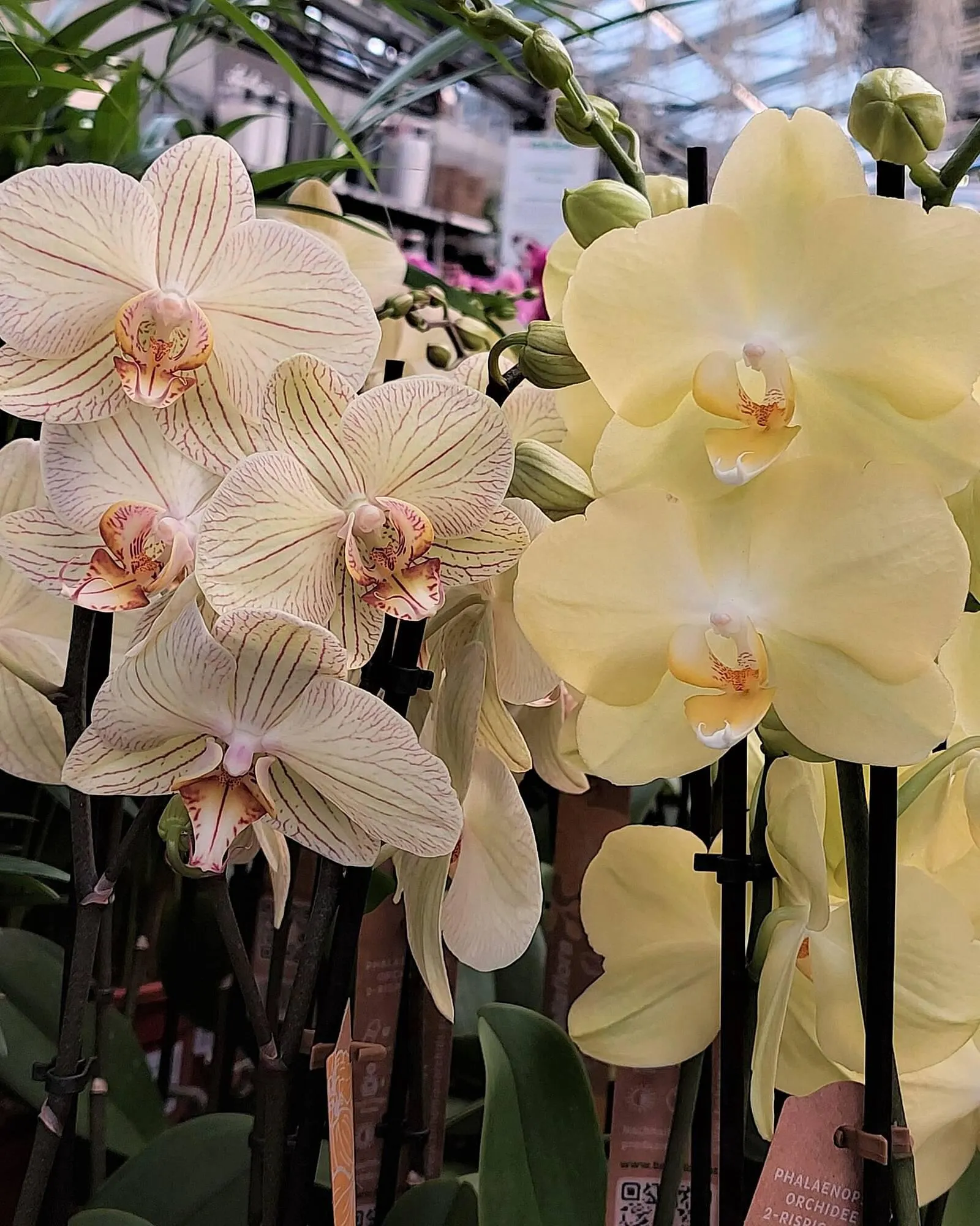 Bellaflora Flugblatt von 14. März bis 20. März 2024 - Flugblätt seite  8