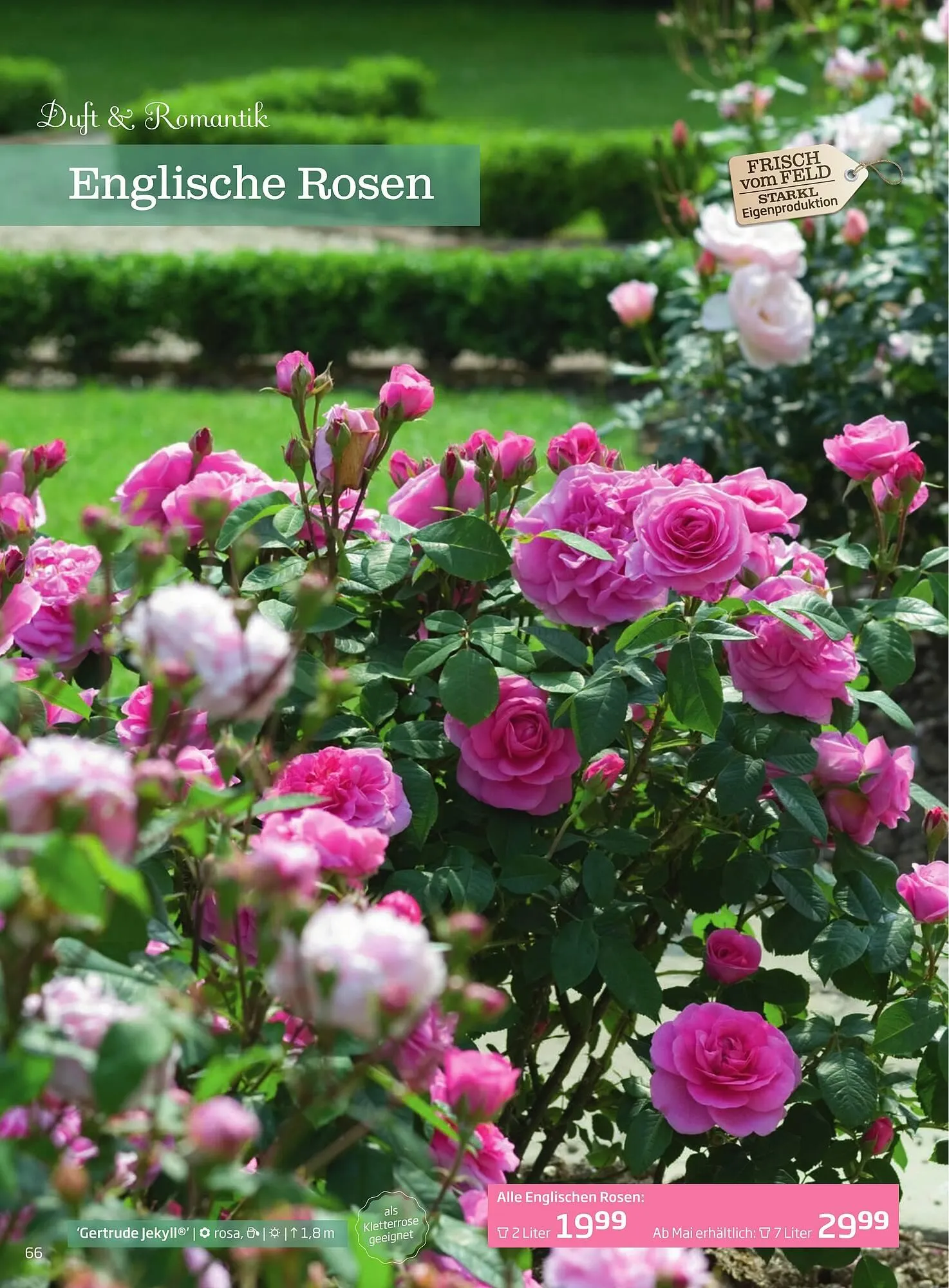 Starkl Flugblatt von 6. Juni bis 31. Dezember 2025 - Flugblätt seite 66