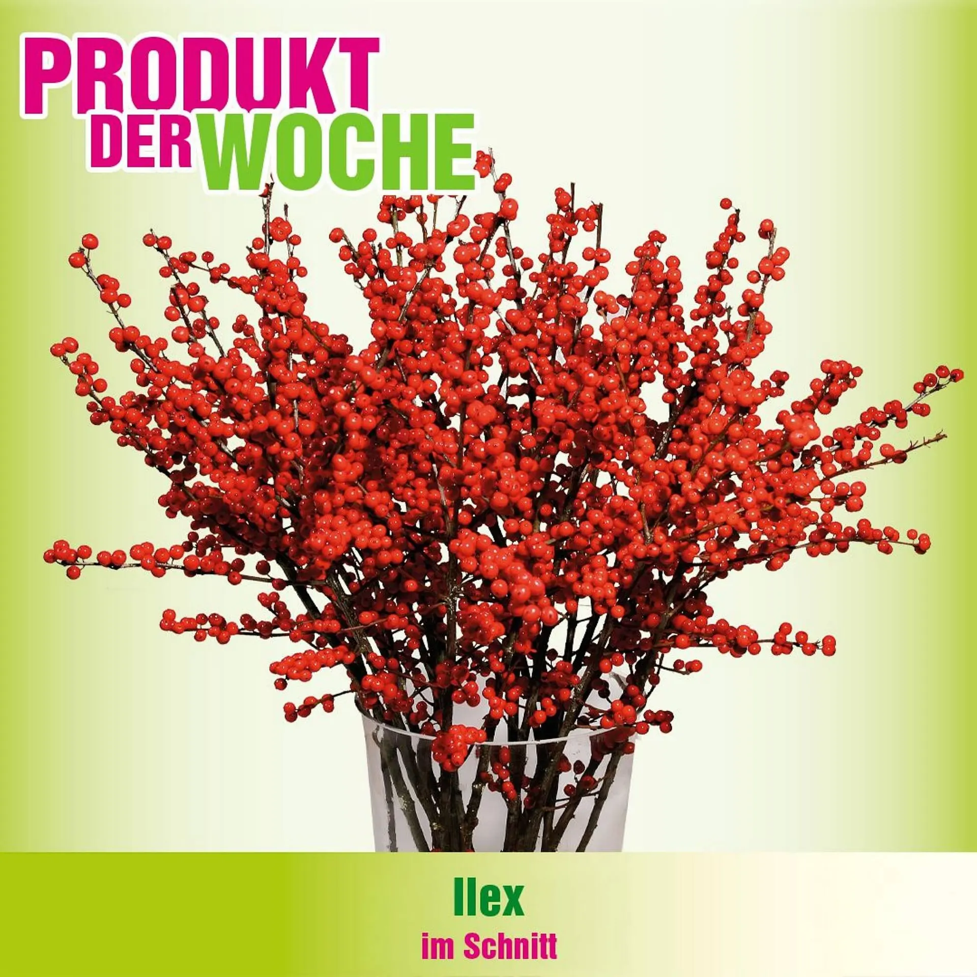 Blumen B&B Flugblatt von 3. Dezember bis 9. Dezember 2025 - Flugblätt seite  7