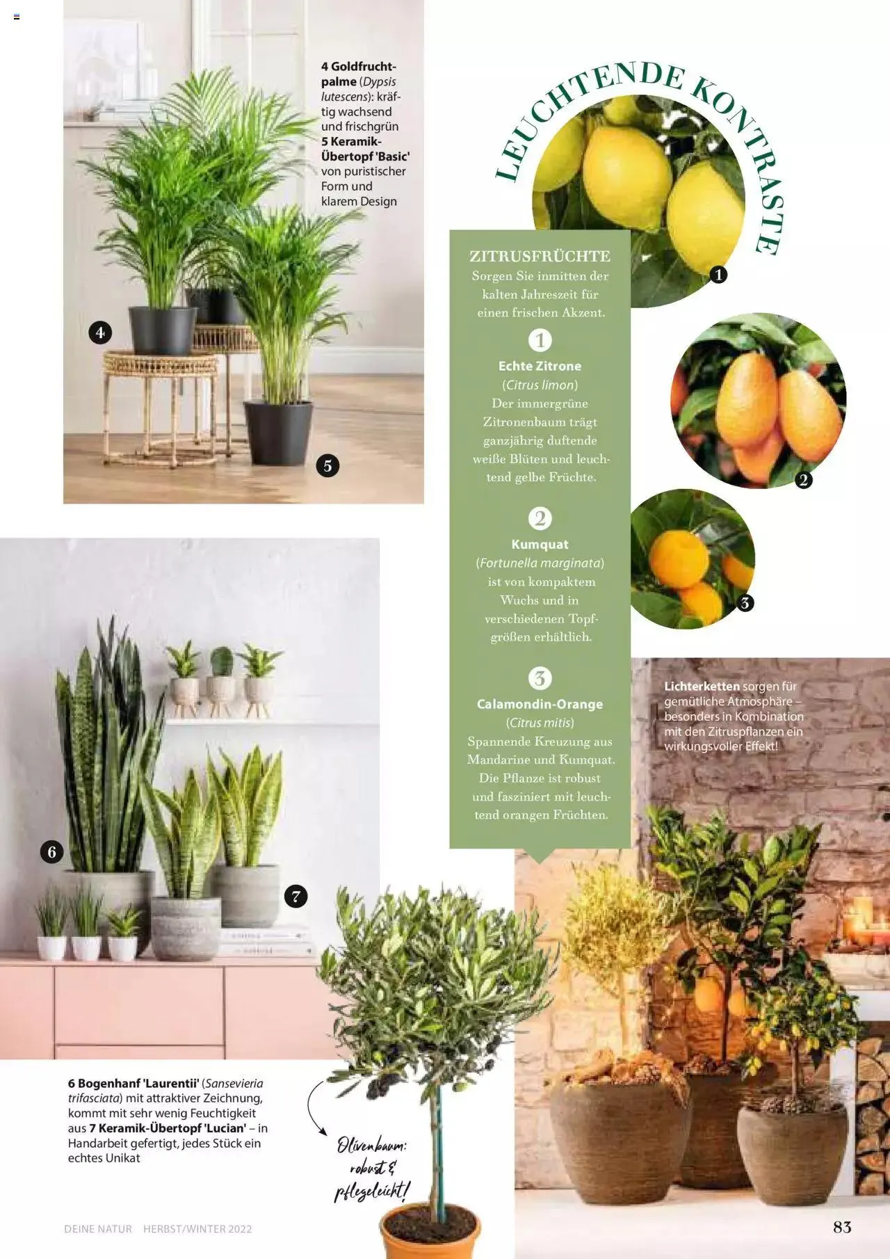 Dehner Flugblatt von 10. Oktober bis 31. Dezember 2023 - Flugblätt seite  83