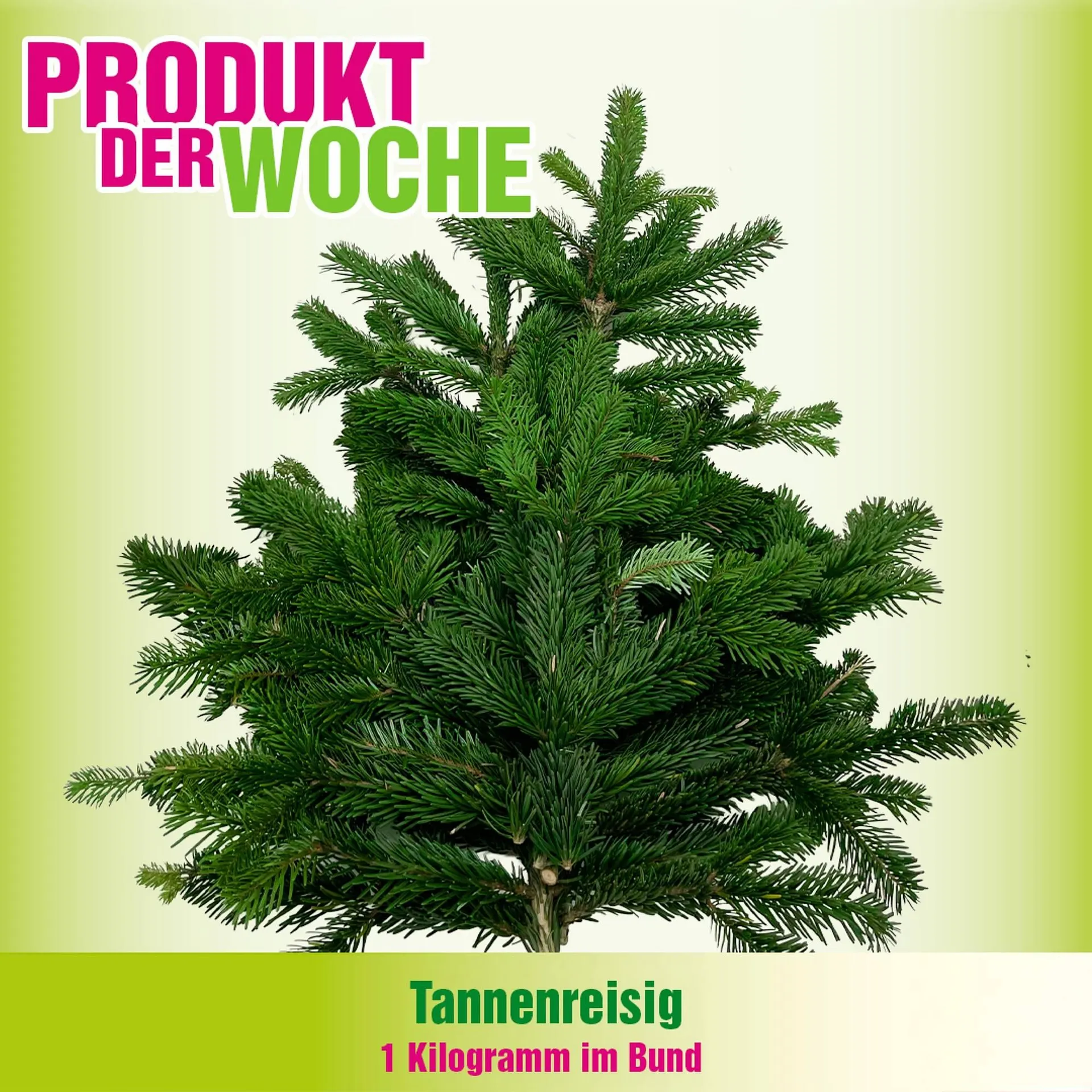 Blumen B&B Flugblatt von 23. Dezember bis 29. Dezember 2025 - Flugblätt seite  5