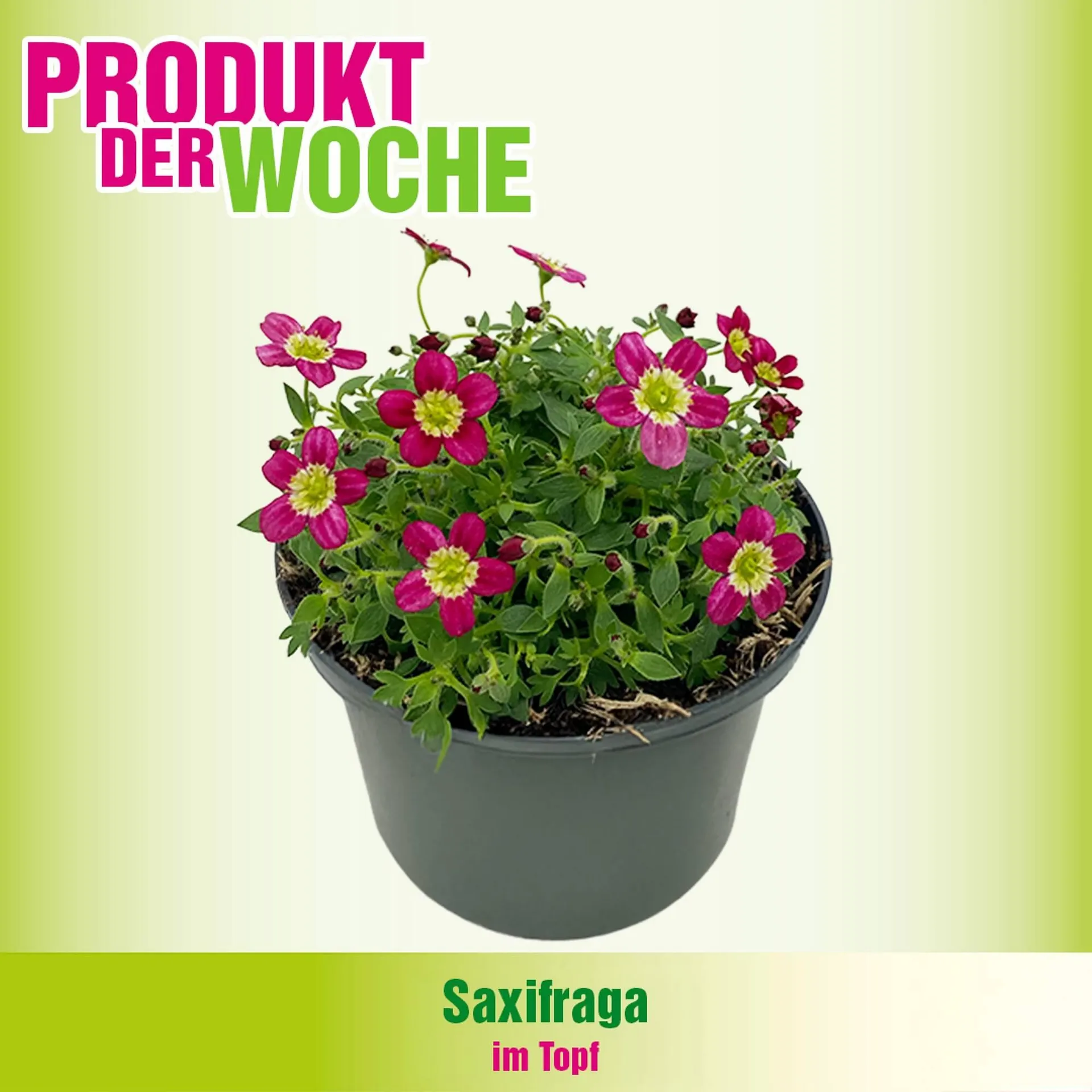 Blumen B&B Flugblatt von 9. Februar bis 15. Februar 2026 - Flugblätt seite  4