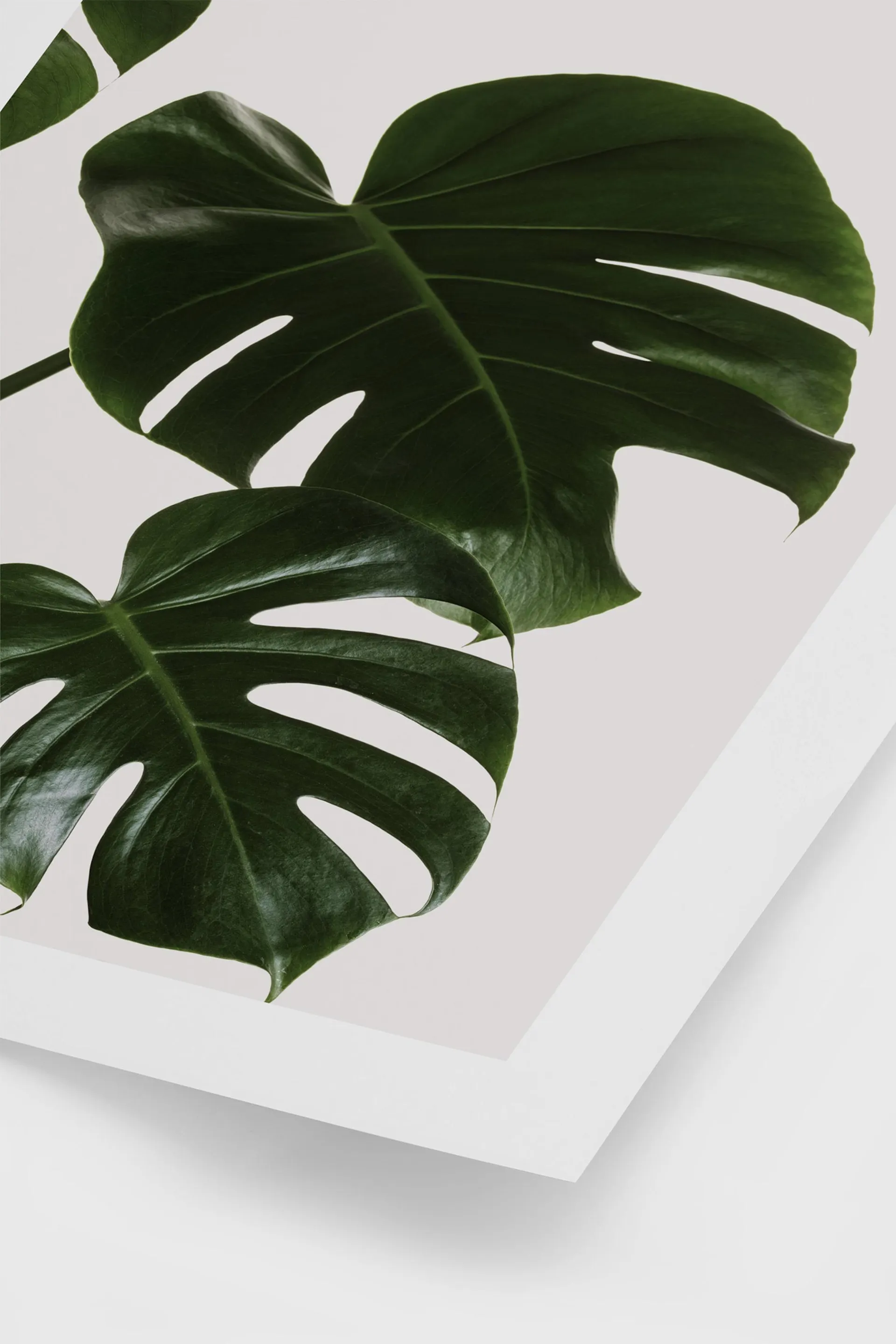 Monstera Leaves Poster