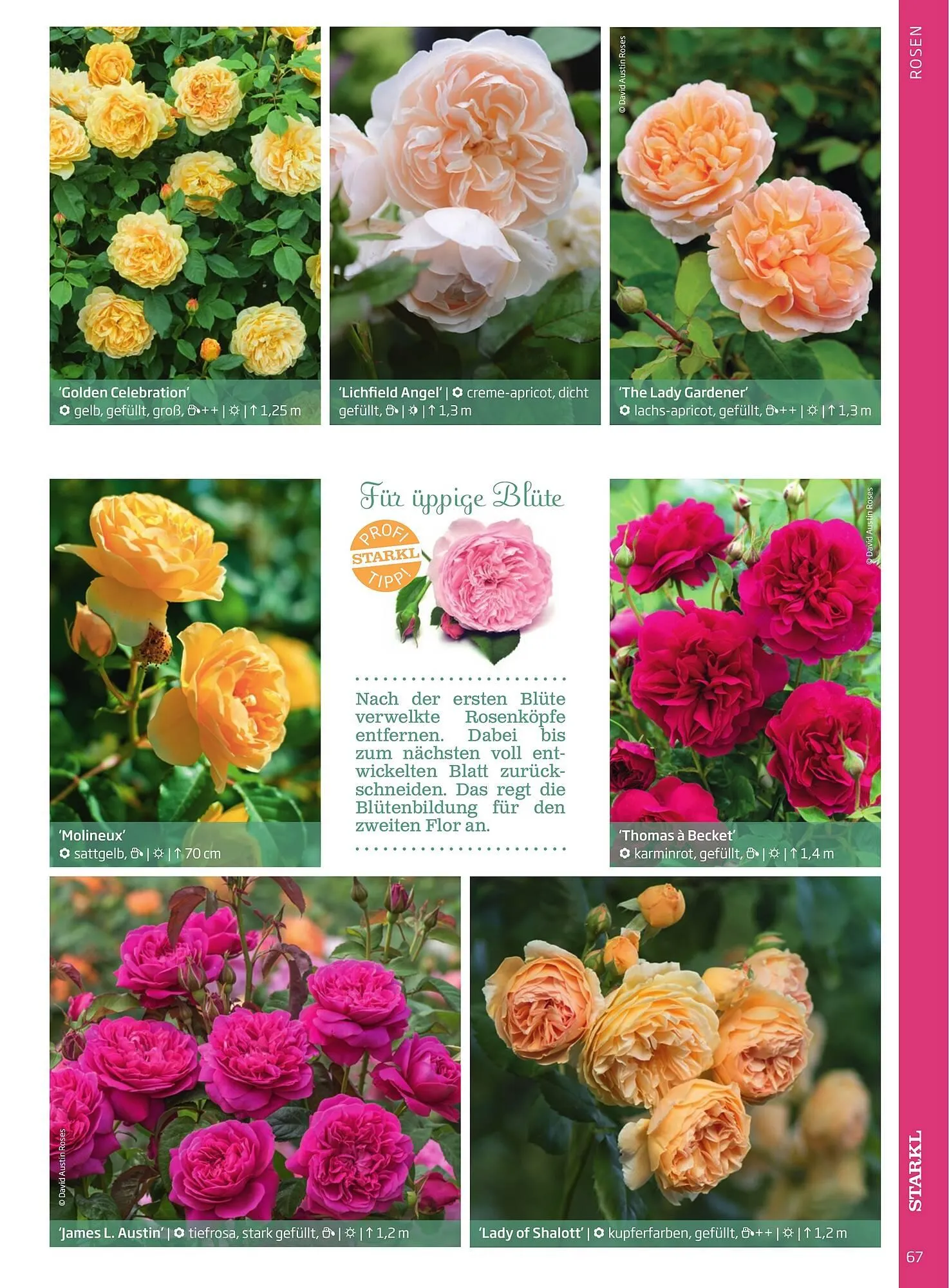 Starkl Flugblatt von 6. Juni bis 31. Dezember 2025 - Flugblätt seite  67