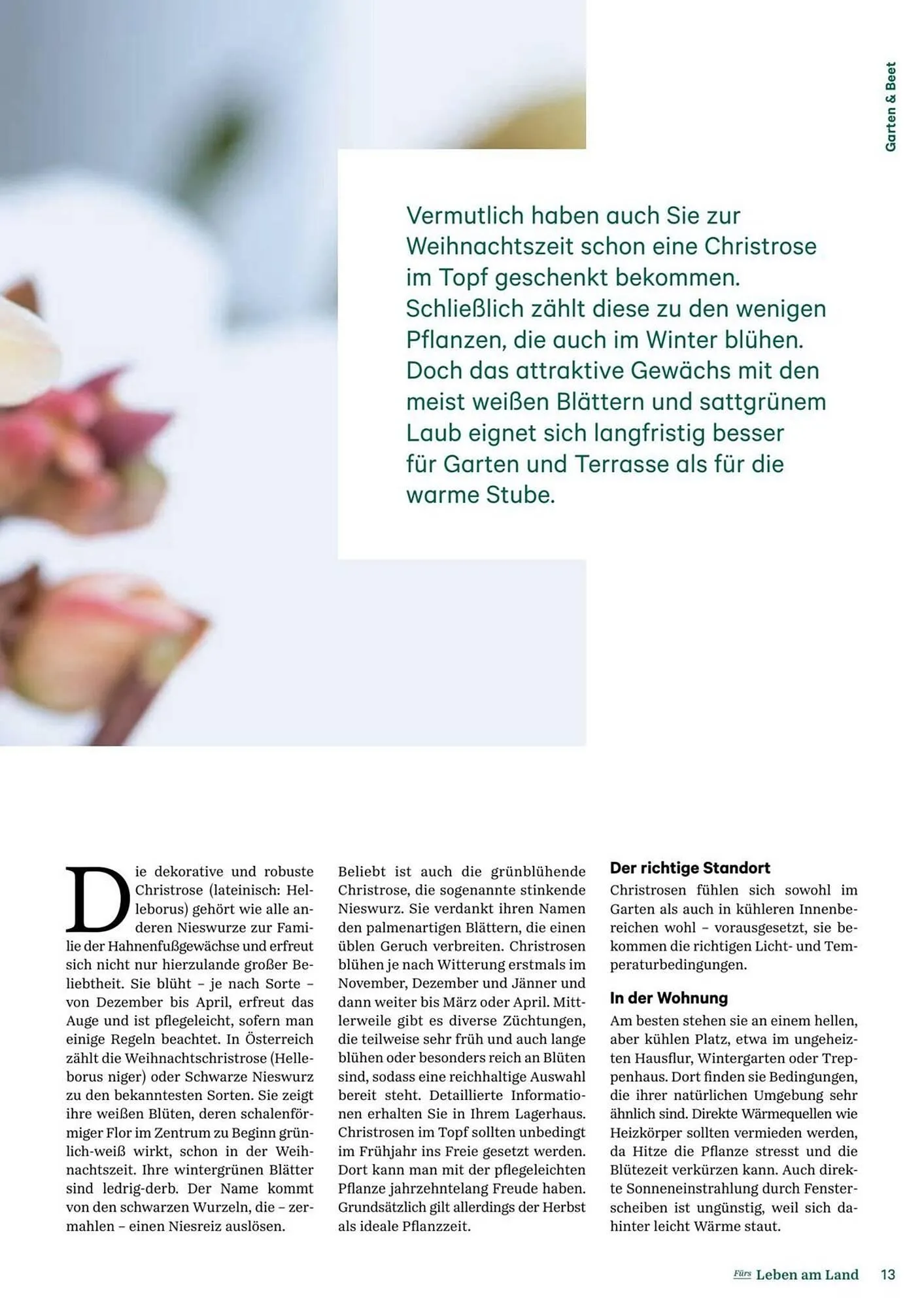 Lagerhaus Flugblatt von 11. Dezember bis 6. Februar 2026 - Flugblätt seite  13