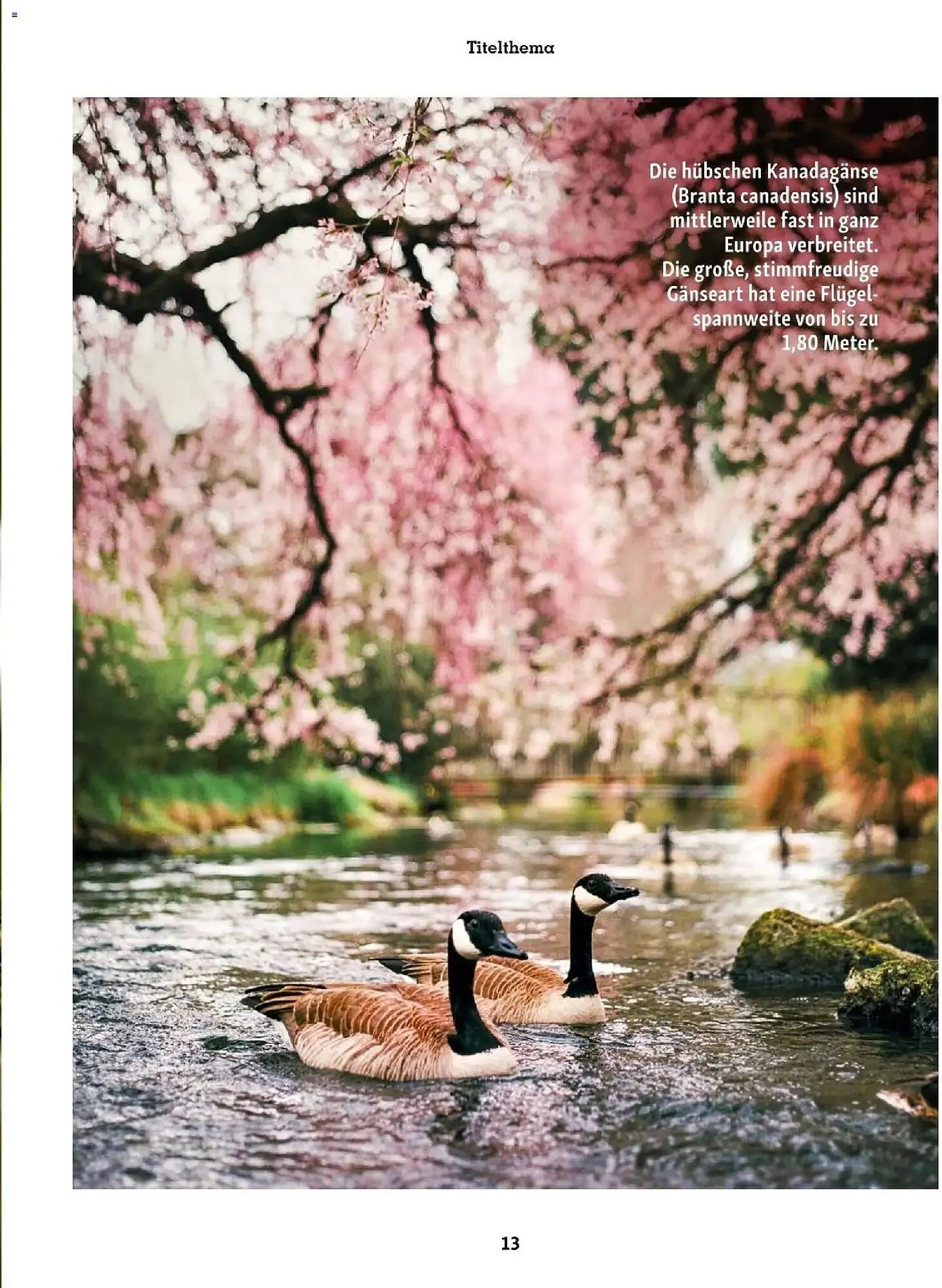 Fressnapf Flugblatt von 1. März bis 30. April 2026 - Flugblätt seite 13