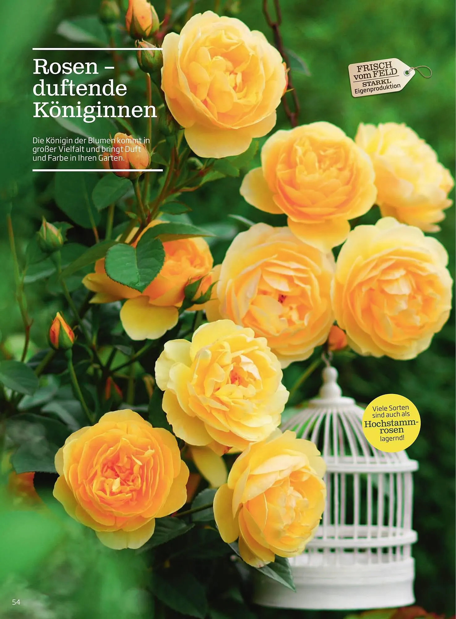 Starkl Flugblatt von 1. April bis 31. Dezember 2024 - Flugblätt seite 54