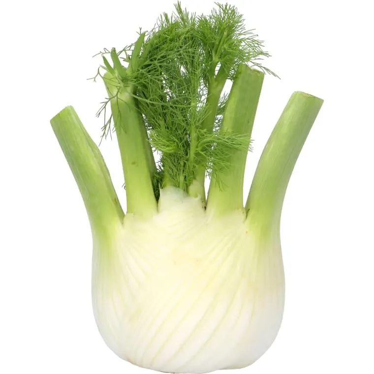 Bio Fenchel