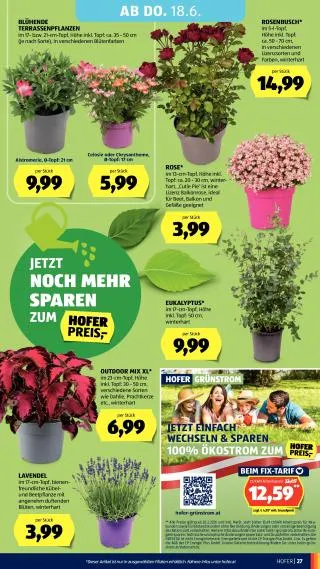 Hofer Flugblatt von 12. Juni bis 18. Juni 2026 - Flugblätt seite 31