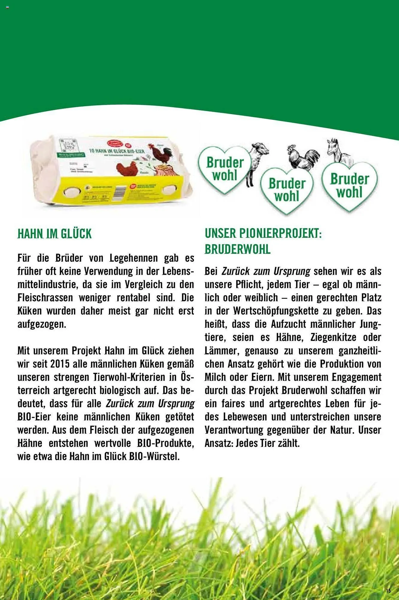 Hofer Flugblatt von 8. Oktober bis 4. März 2026 - Flugblätt seite  15