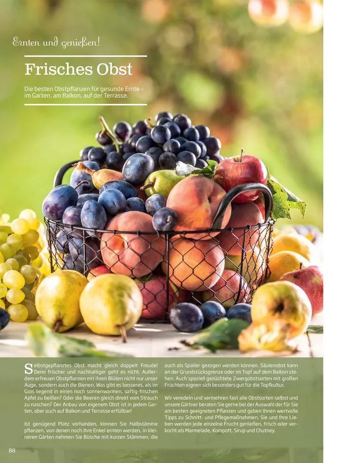 Gartencenter Jahreskatalog 2024 von 20. Mai bis 31. Dezember 2024 - Flugblätt seite  88