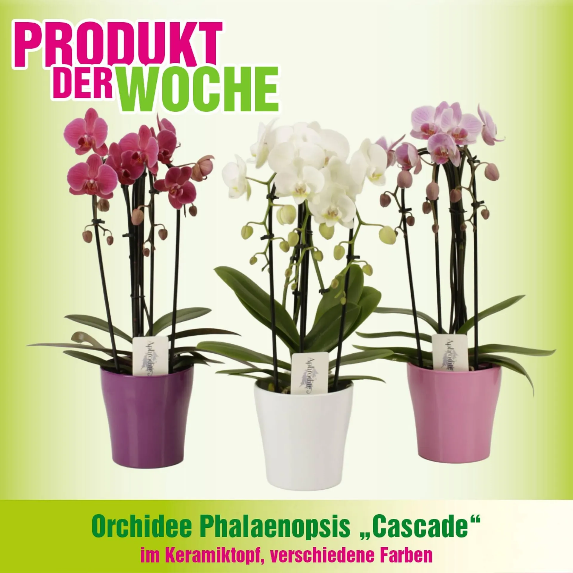 Blumen B&B Flugblatt von 13. Oktober bis 26. Oktober 2025 - Flugblätt seite  2