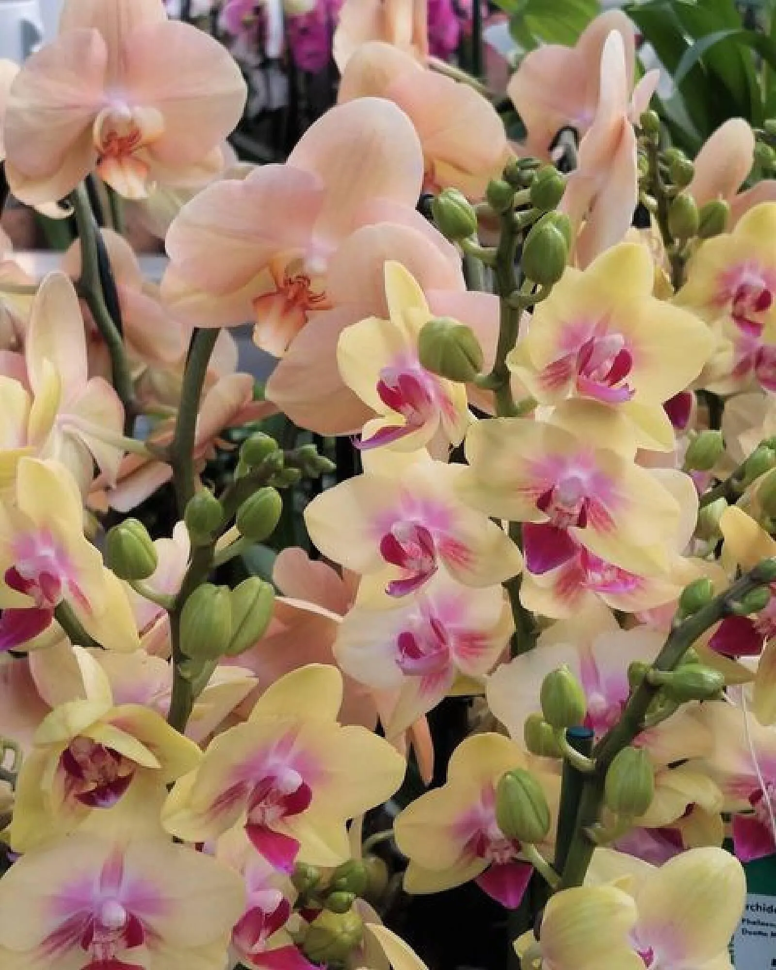 Bellaflora Flugblatt von 14. März bis 20. März 2024 - Flugblätt seite  3