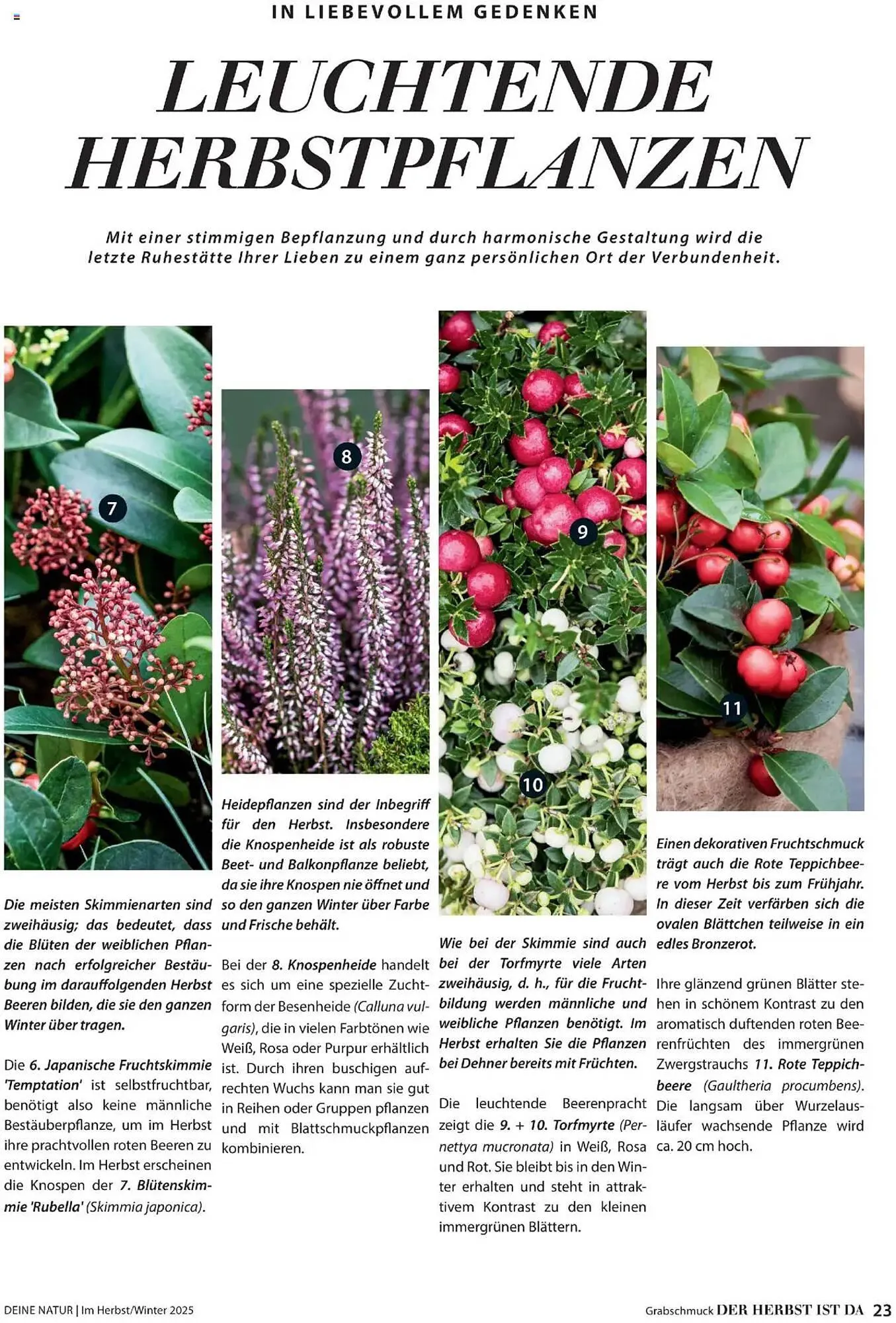 Dehner Flugblatt von 10. Oktober bis 30. November 2025 - Flugblätt seite  23