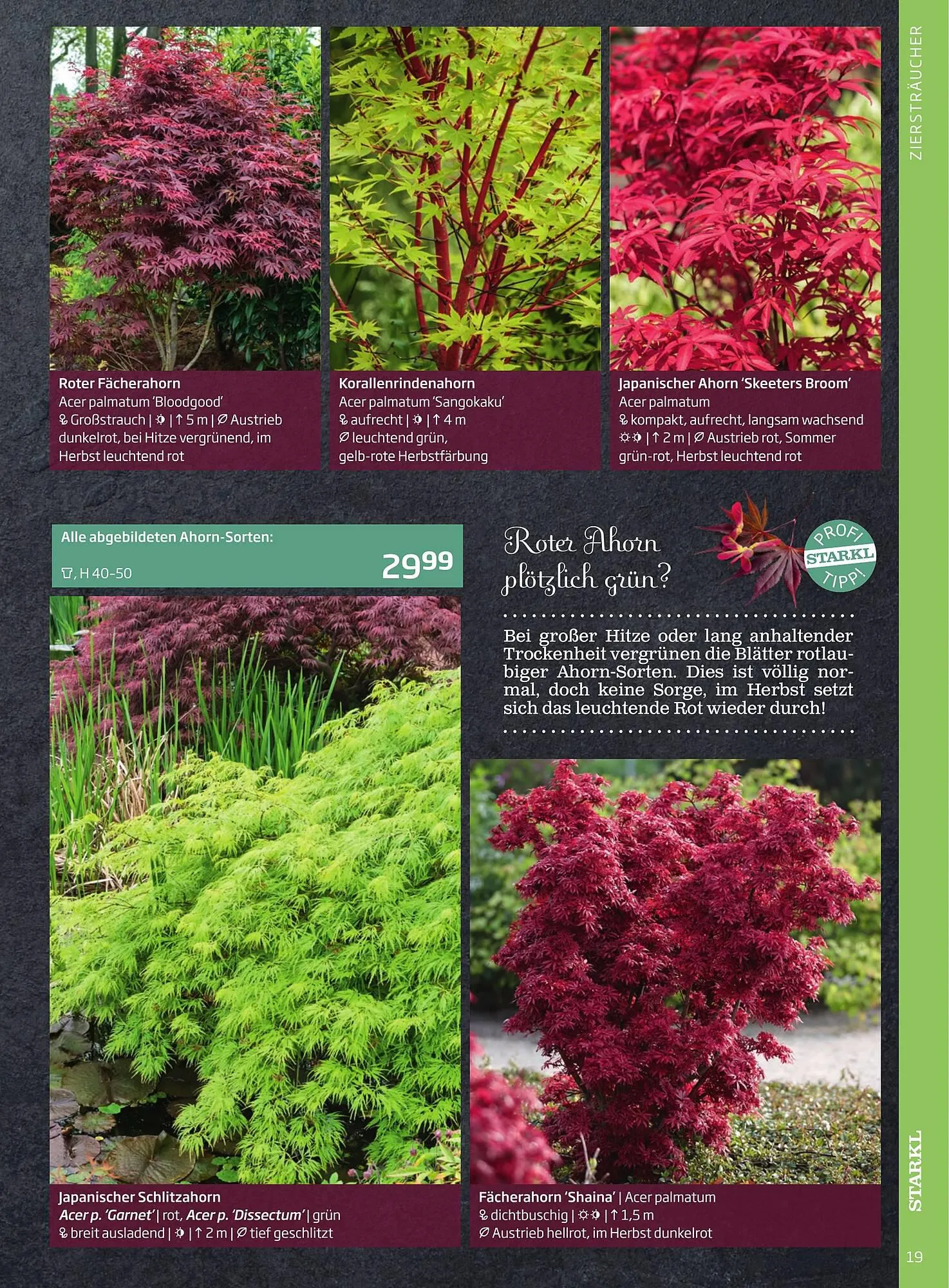 Starkl Flugblatt von 1. April bis 31. Dezember 2024 - Flugblätt seite 19