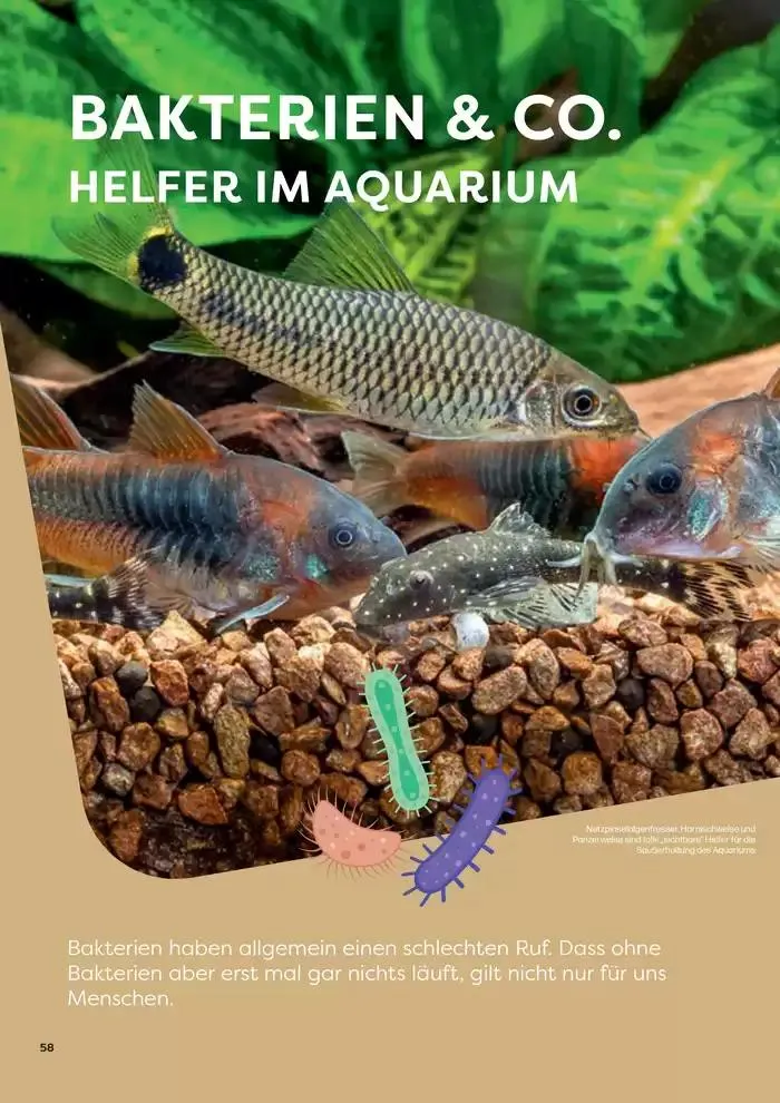 Angebote ZOO & Co von 29. November bis 13. Dezember 2024 - Flugblätt seite 58