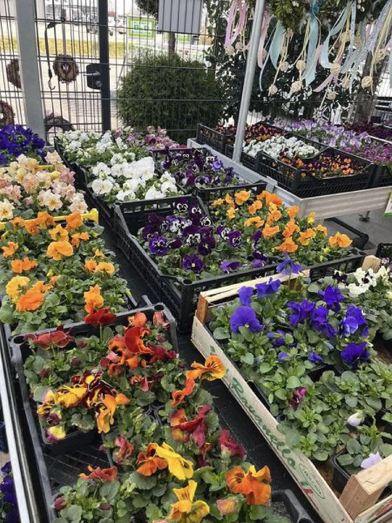 Blumen B&B Flugblatt von 8. März bis 21. März 2024 - Flugblätt seite  4