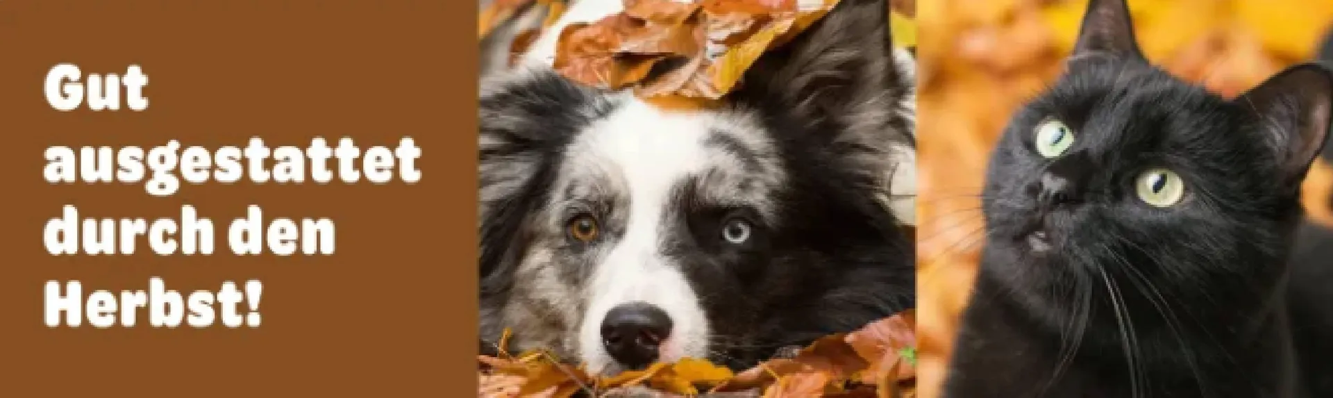 Zooplus Flugblatt von 18. Oktober bis 21. Oktober 2024 - Flugblätt seite  8