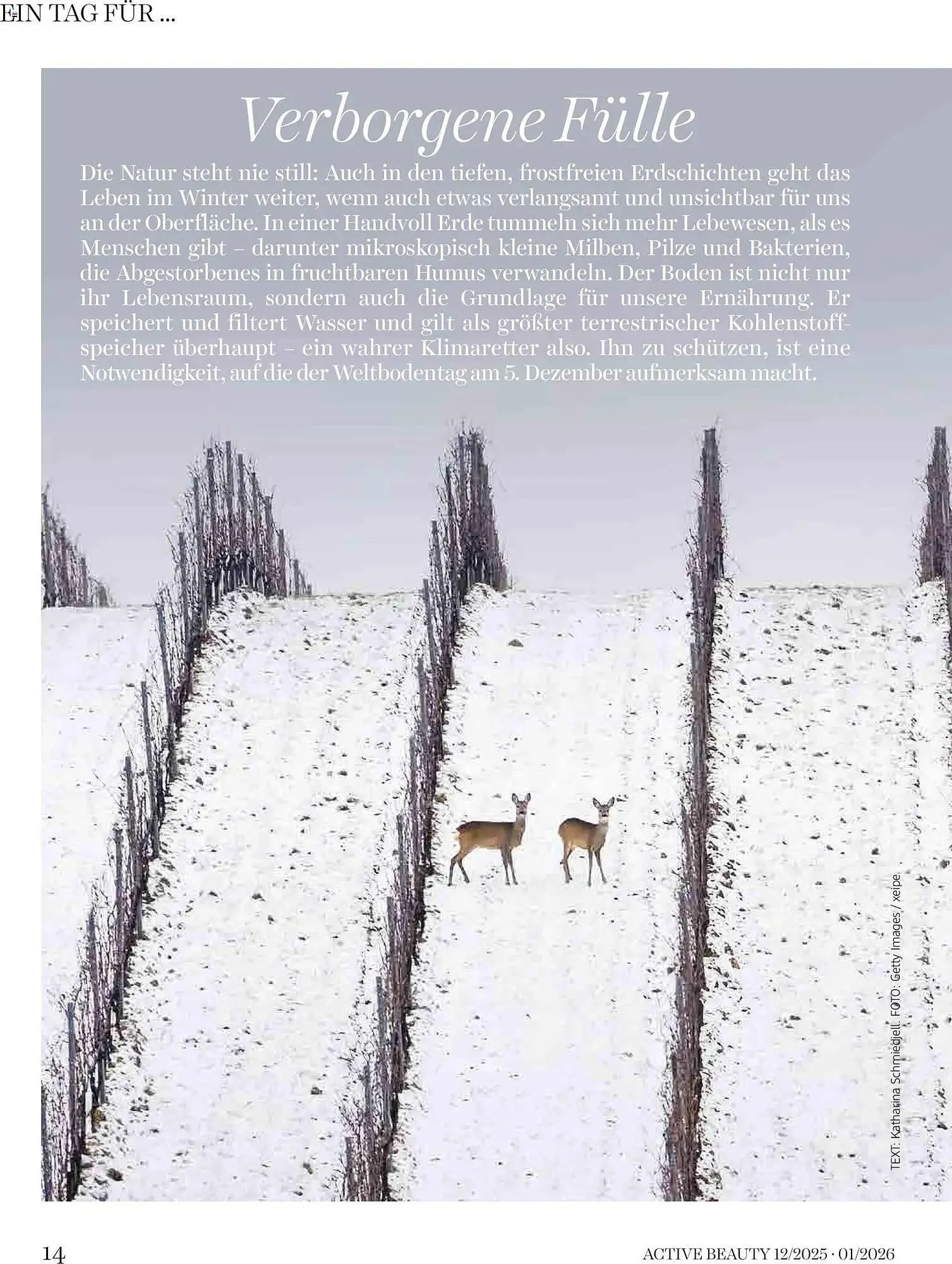 Dm Flugblatt von 1. Dezember bis 31. Jänner 2026 - Flugblätt seite  14