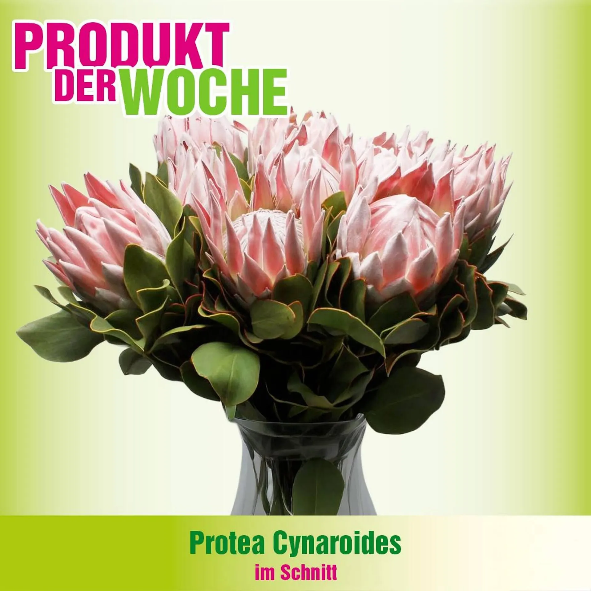 Blumen B&B Flugblatt - 1