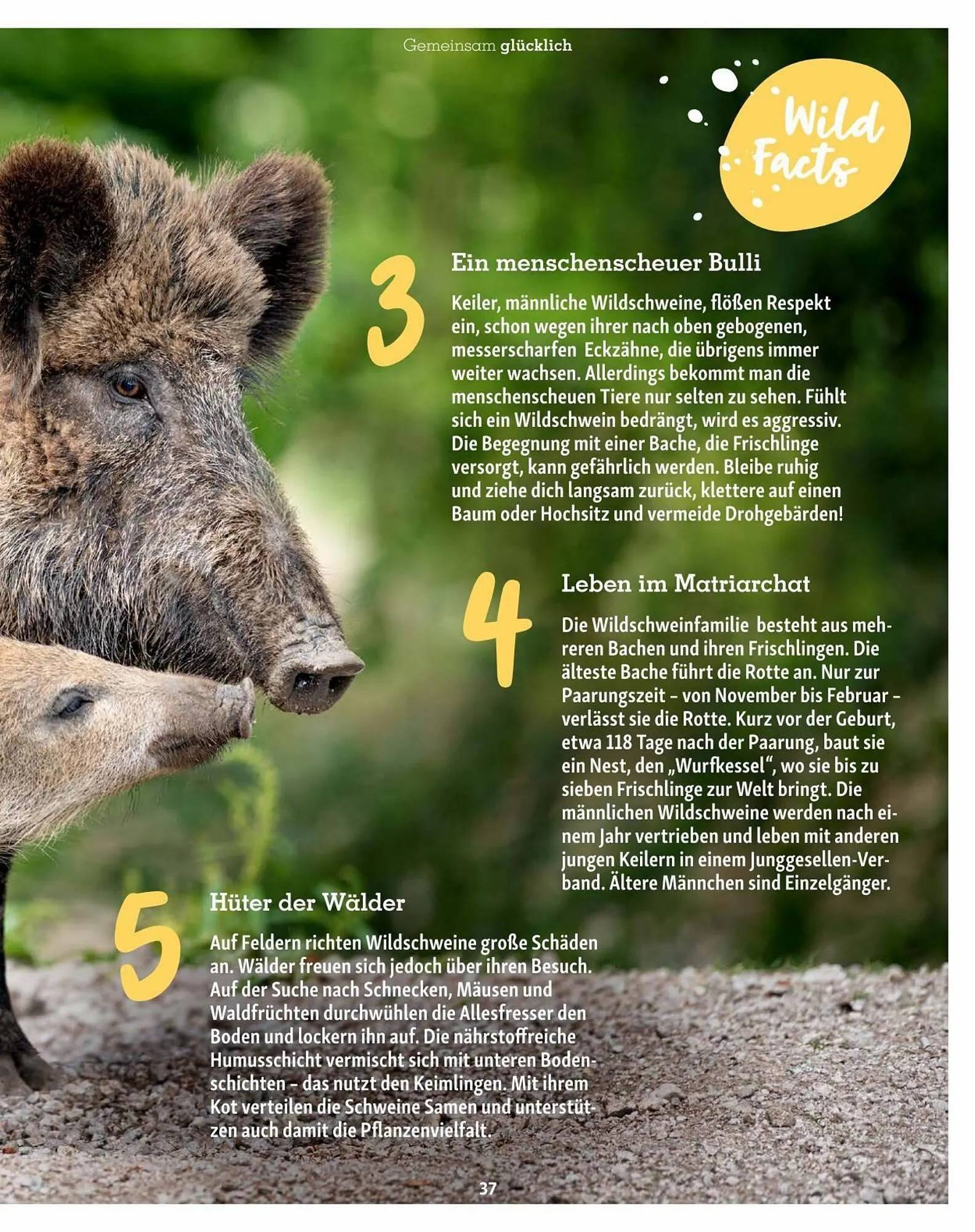 Fressnapf Flugblatt von 30. August bis 31. Oktober 2023 - Flugblätt seite 37