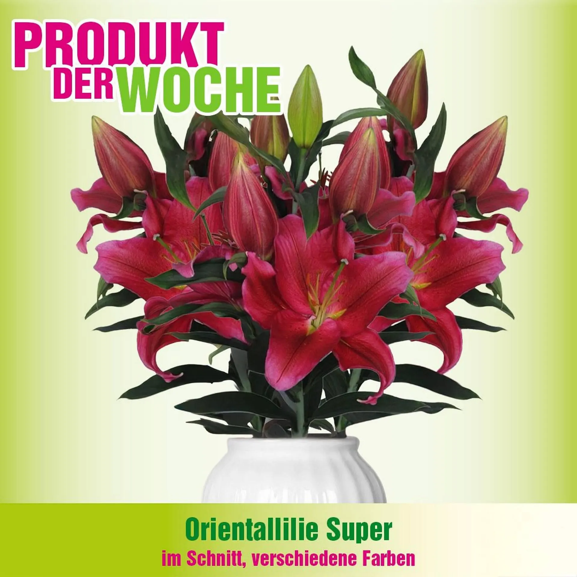 Blumen B&B Flugblatt von 3. Dezember bis 9. Dezember 2025 - Flugblätt seite  3