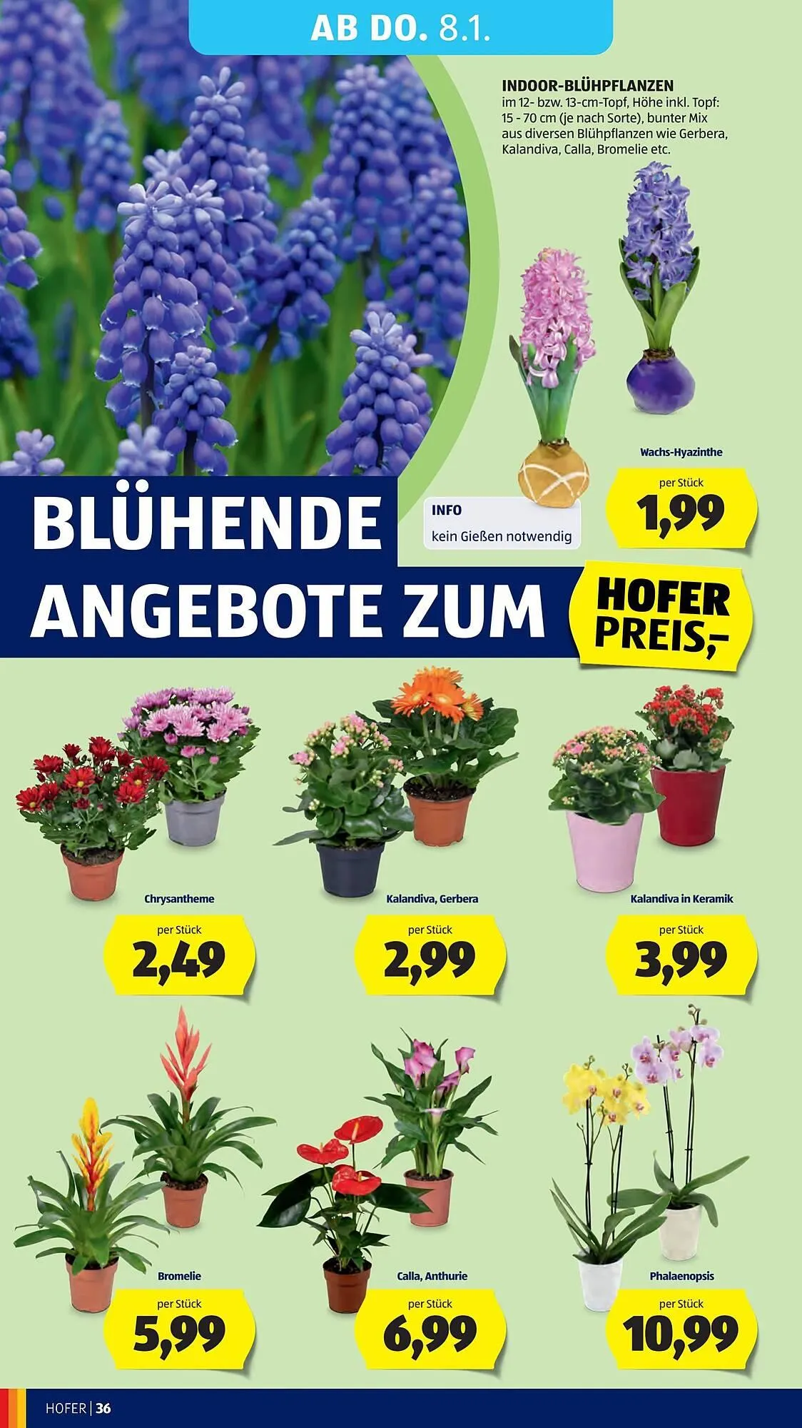 Hofer Flugblatt von 2. Jänner bis 9. Jänner 2026 - Flugblätt seite  40